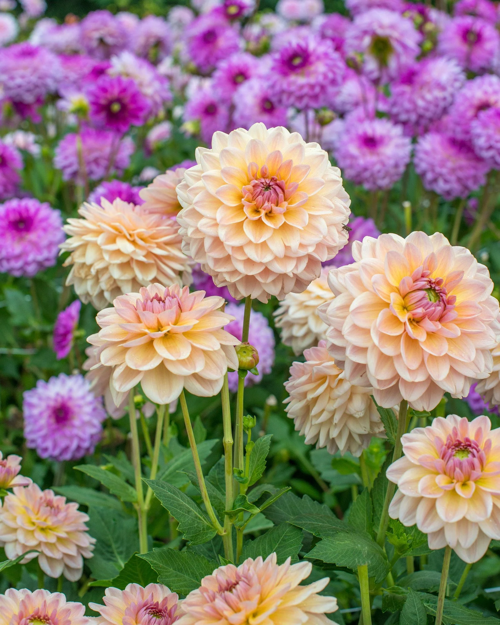 Dahlia 'Maya' - Image 4