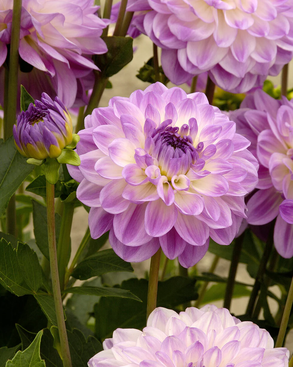 Dahlia 'Mediterrannee' - Image 4