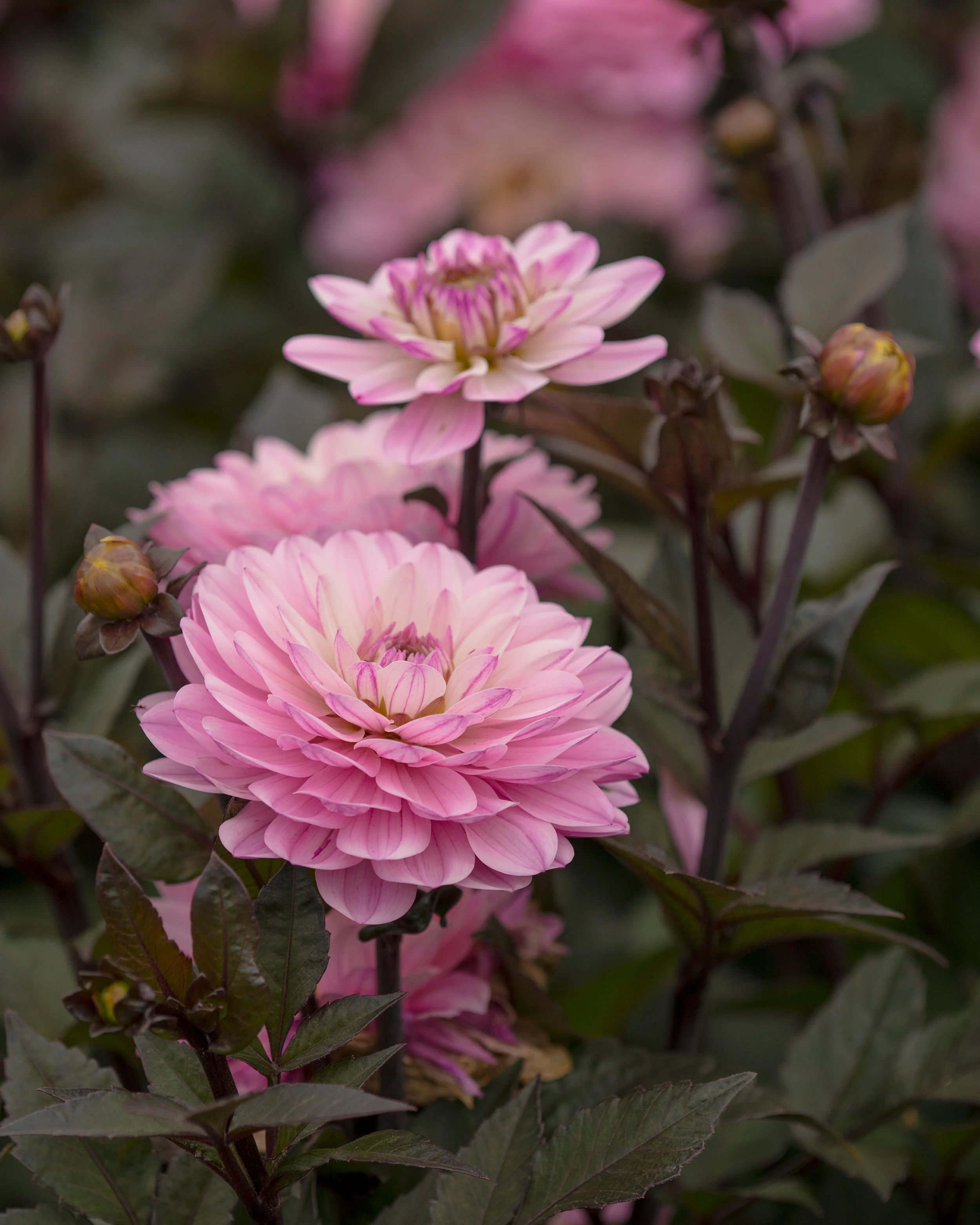 Dahlia 'Melody Harmony' - Image 3