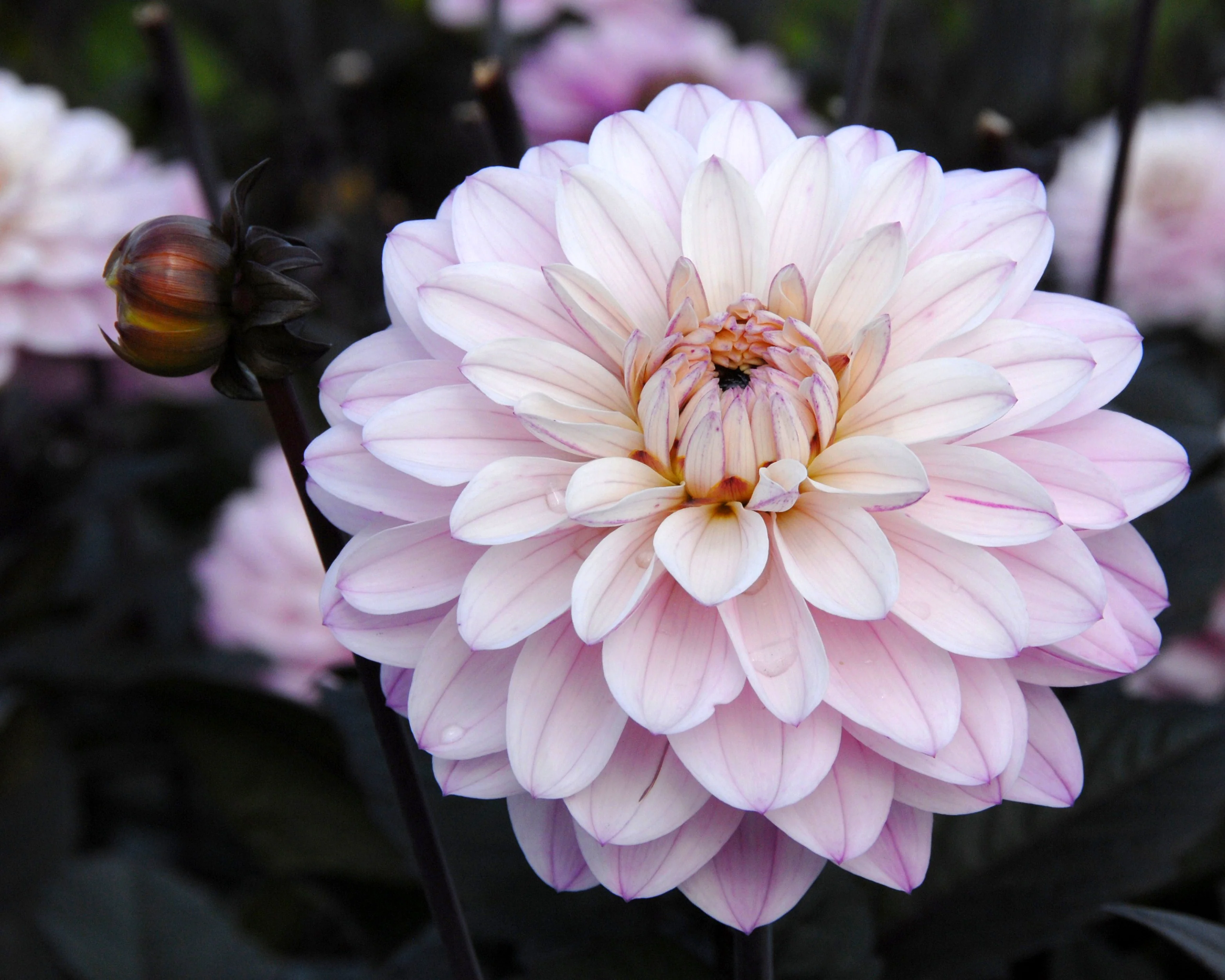 Dahlia 'Melody Harmony' - Image 6