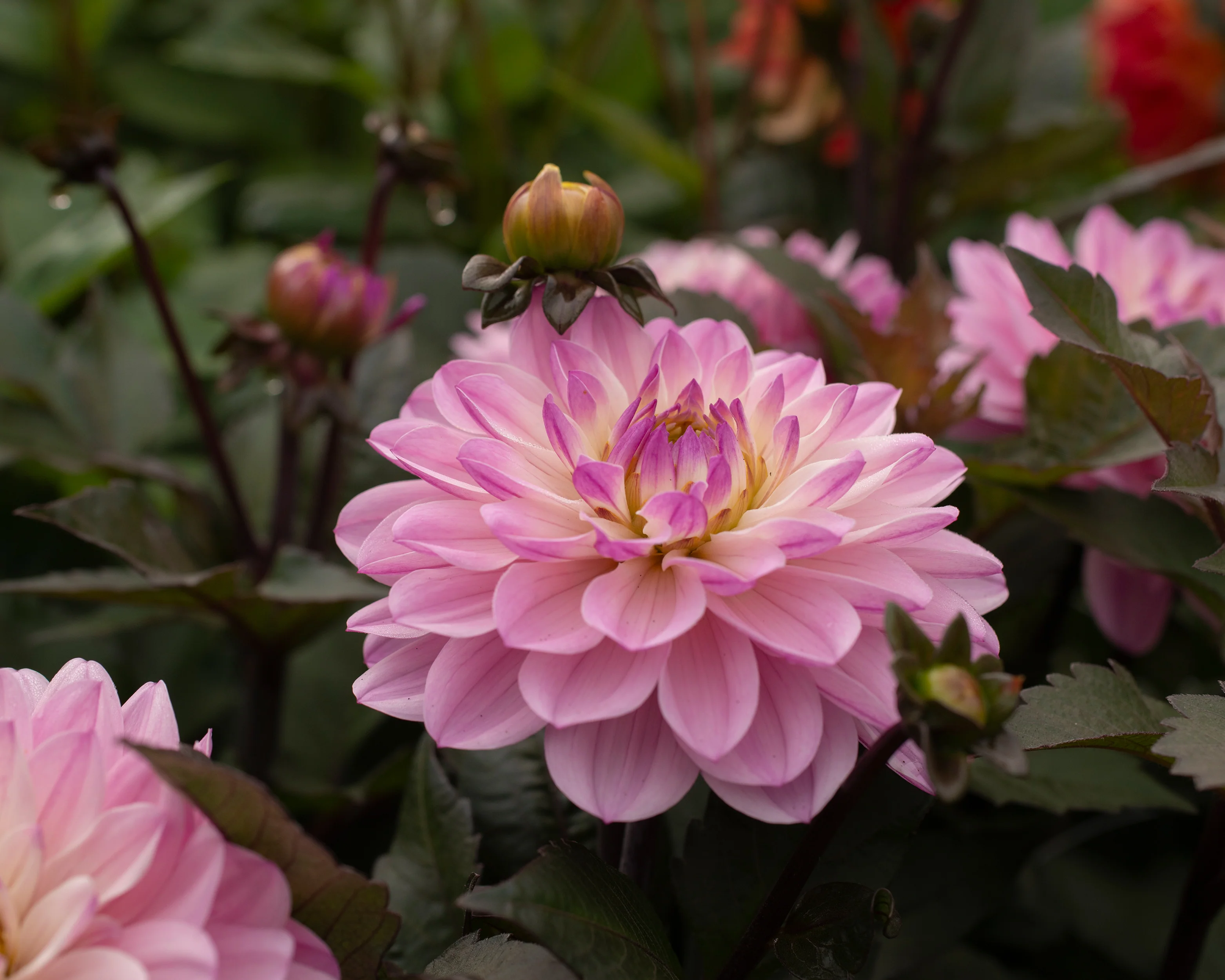 Dahlia 'Melody Harmony' - Image 7