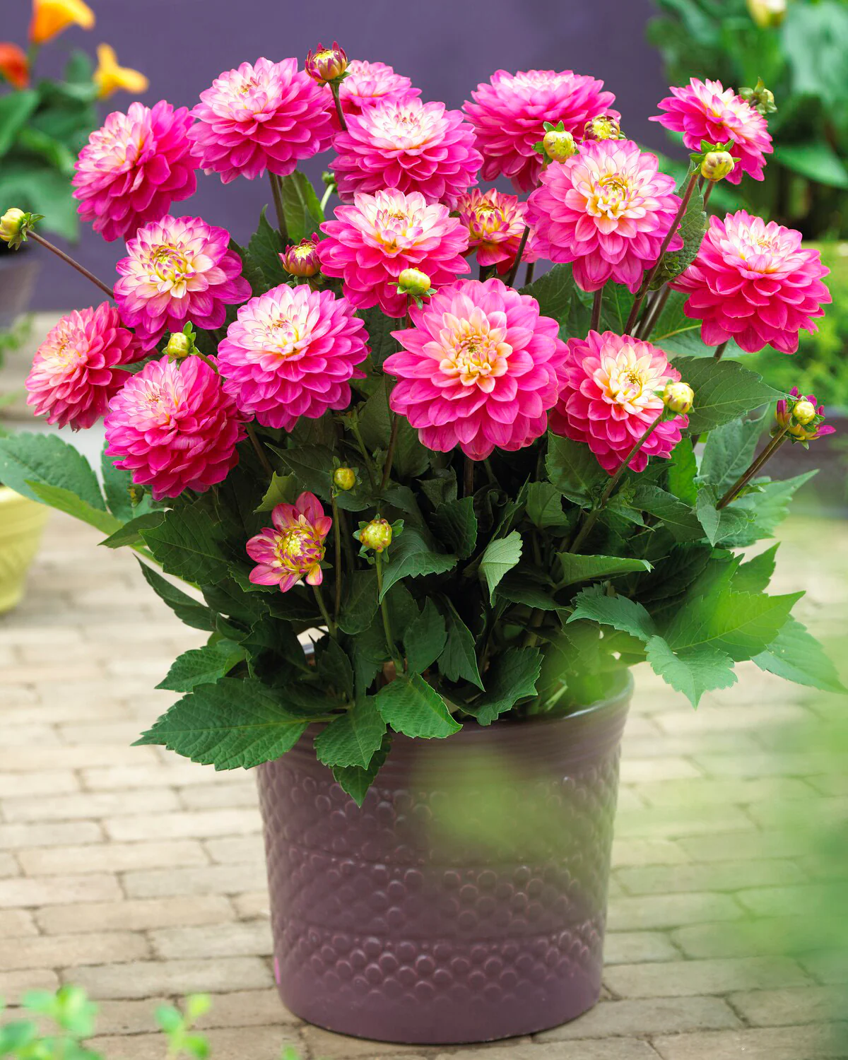 Dahlia 'Melody Pink Allegro' - Image 3