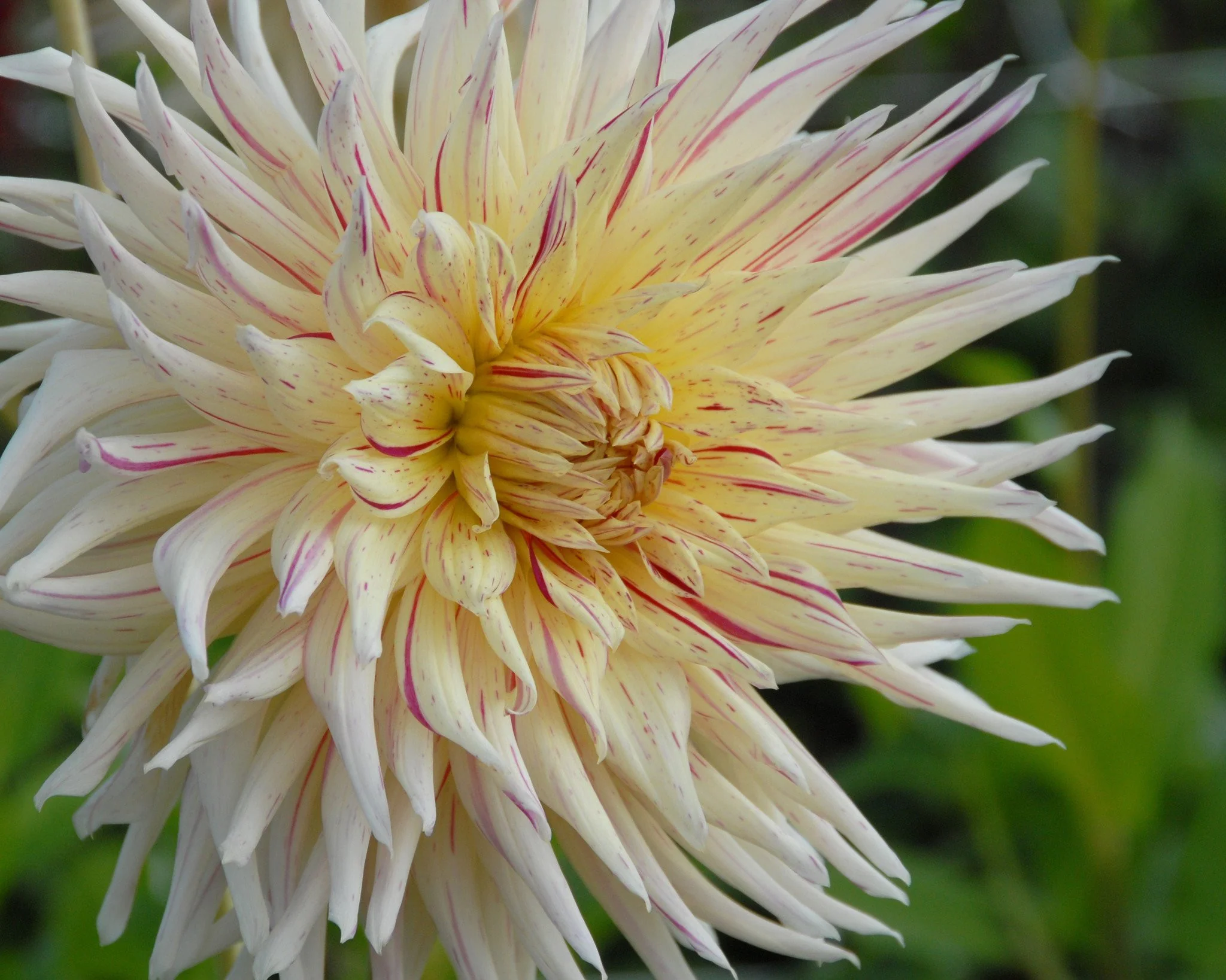Dahlia 'Mercator' - Image 2