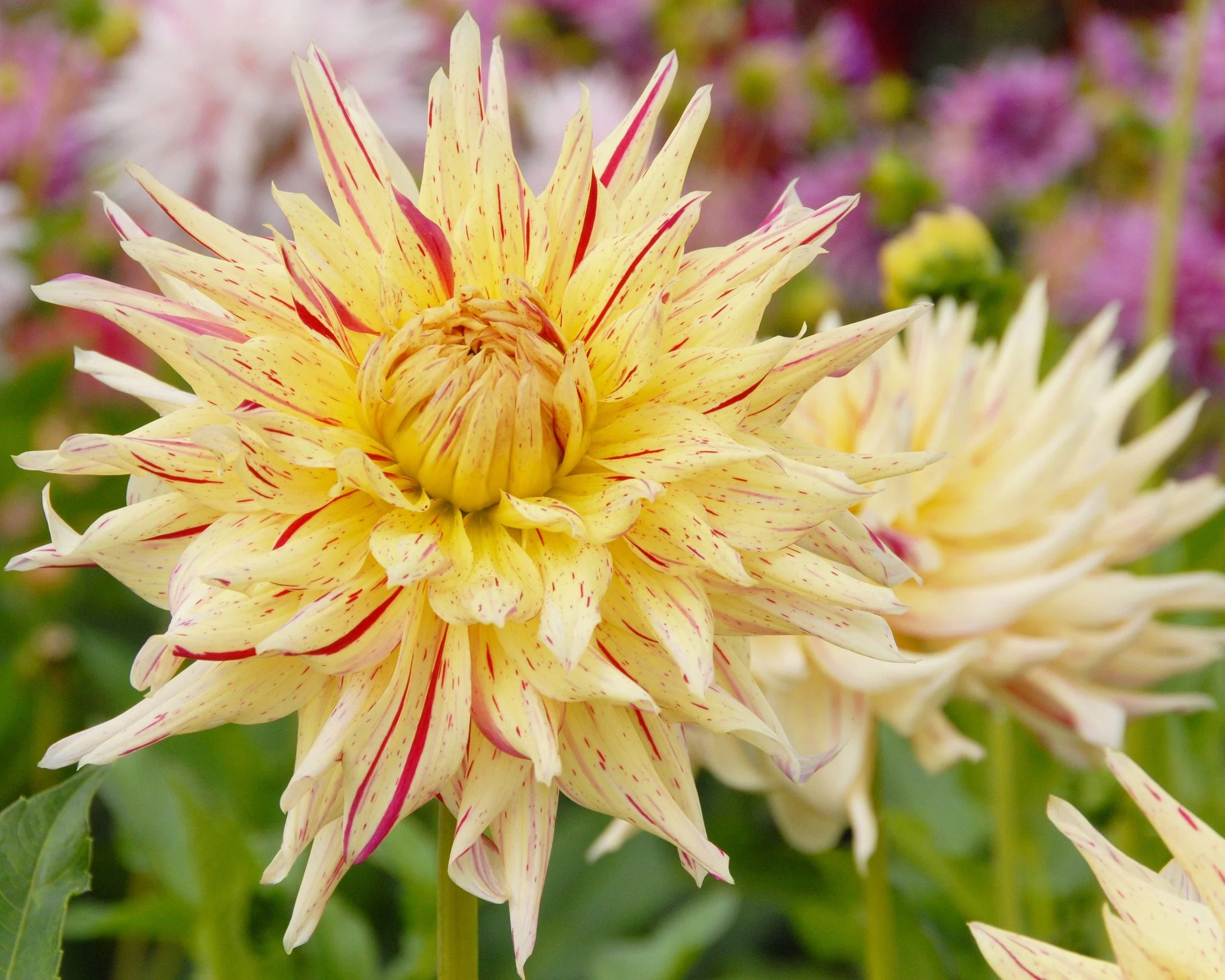 Dahlia 'Mercator' - Image 3