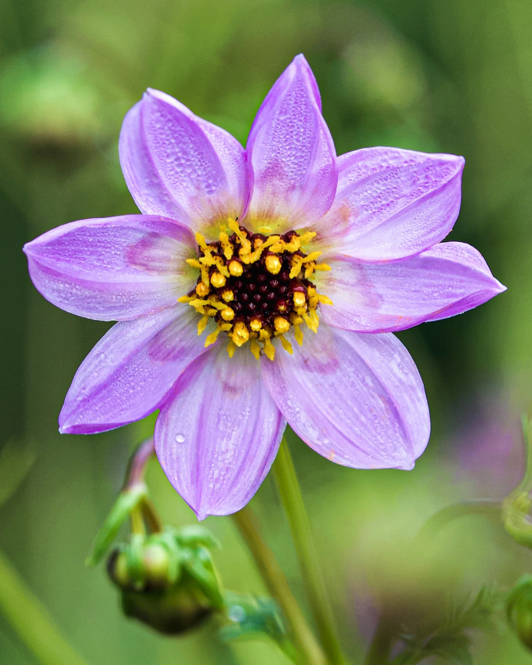 Dahlia merckii - Image 5