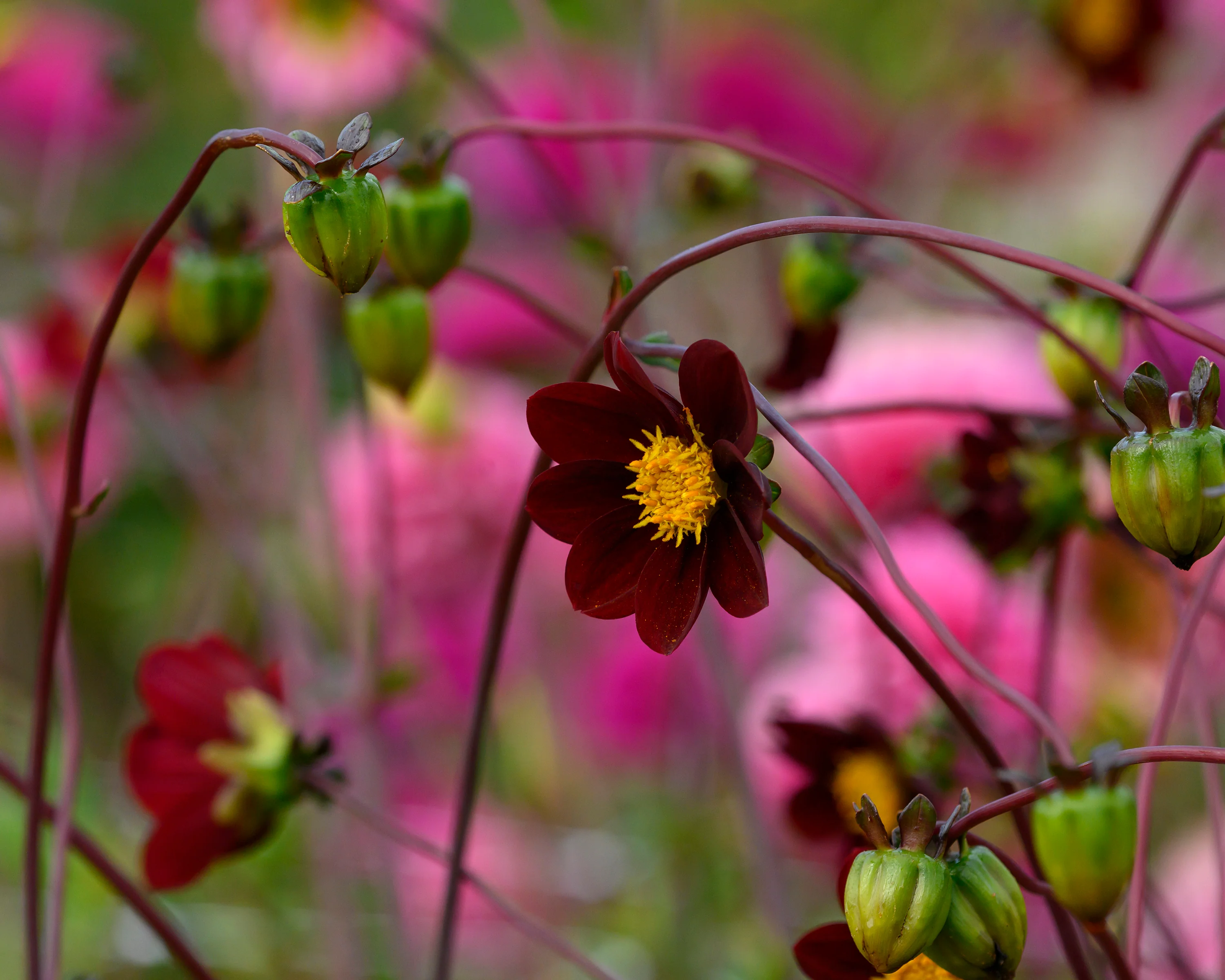 Dahlia 'Mexican Star' - Image 3