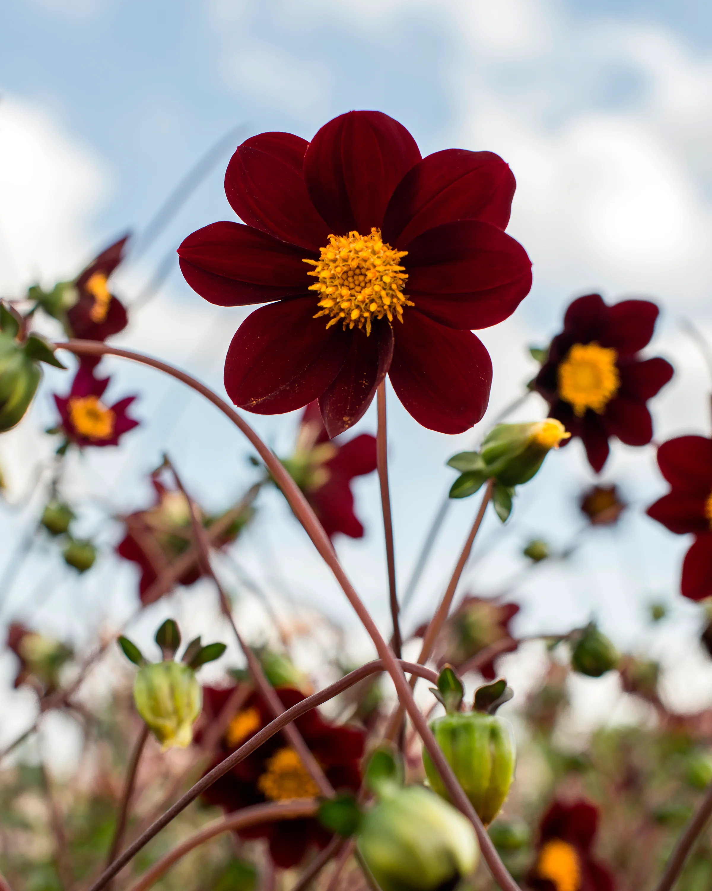 Dahlia 'Mexican Star' - Image 5