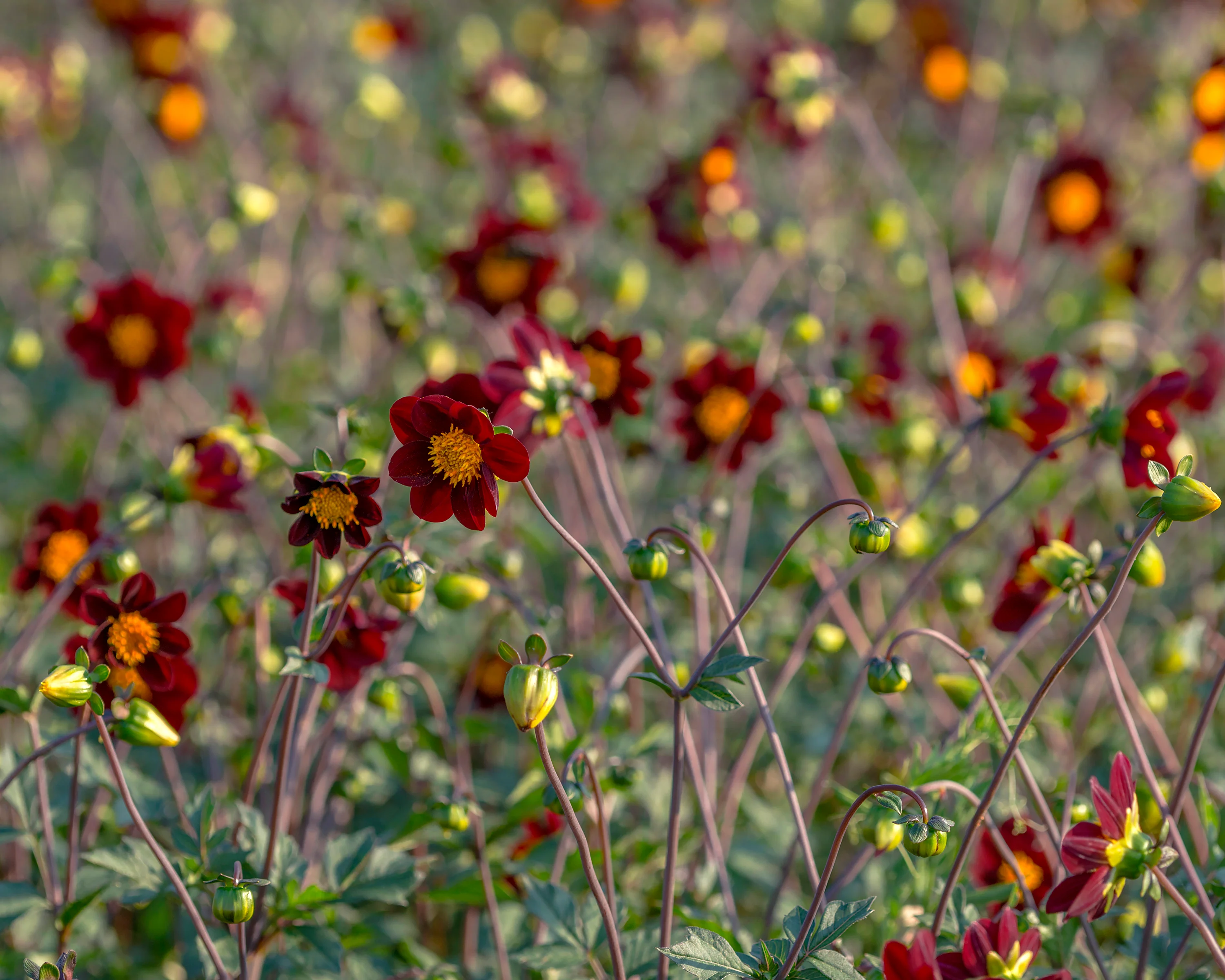 Dahlia 'Mexican Star' - Image 7
