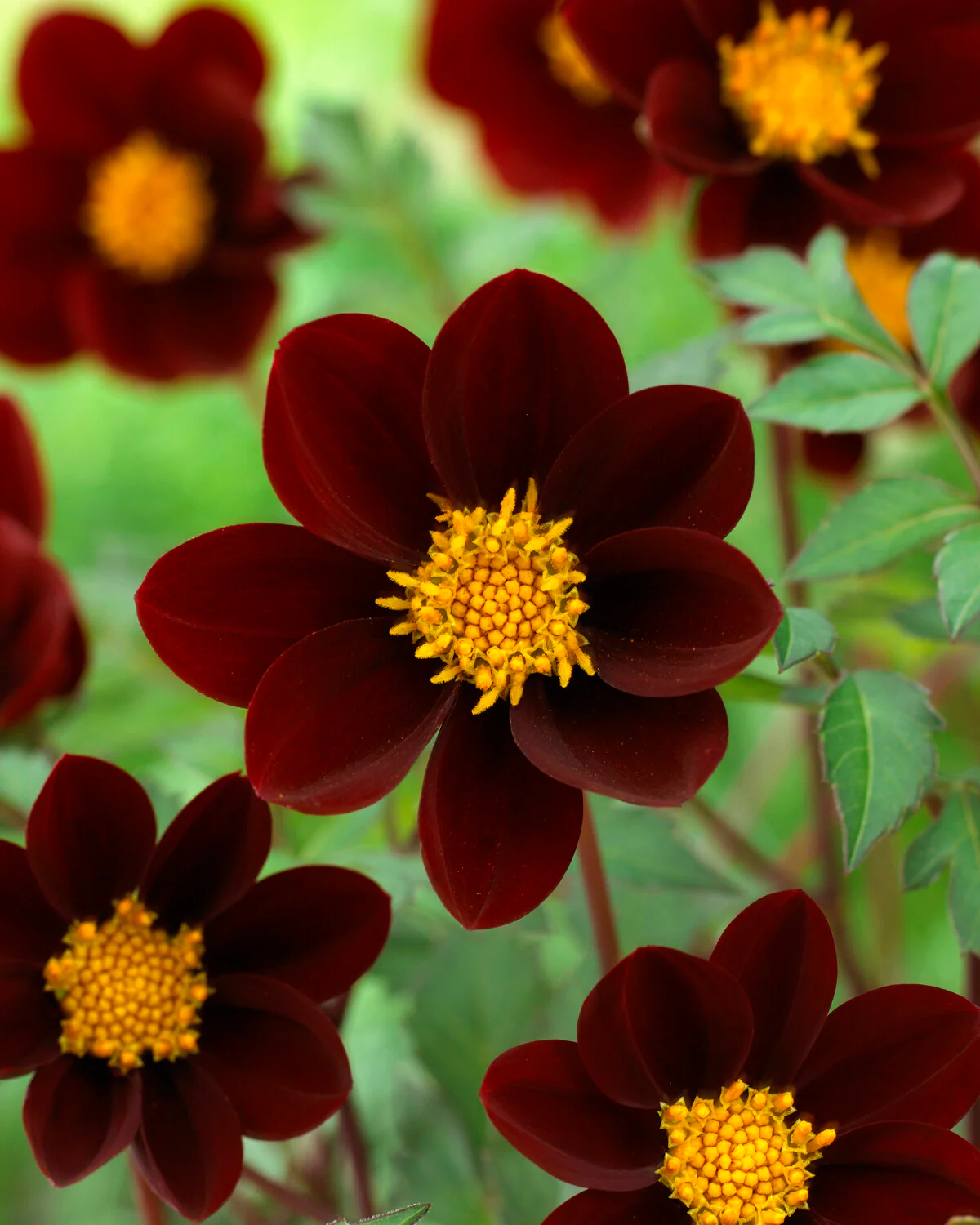 Dahlia 'Mexican Star' - Image 8