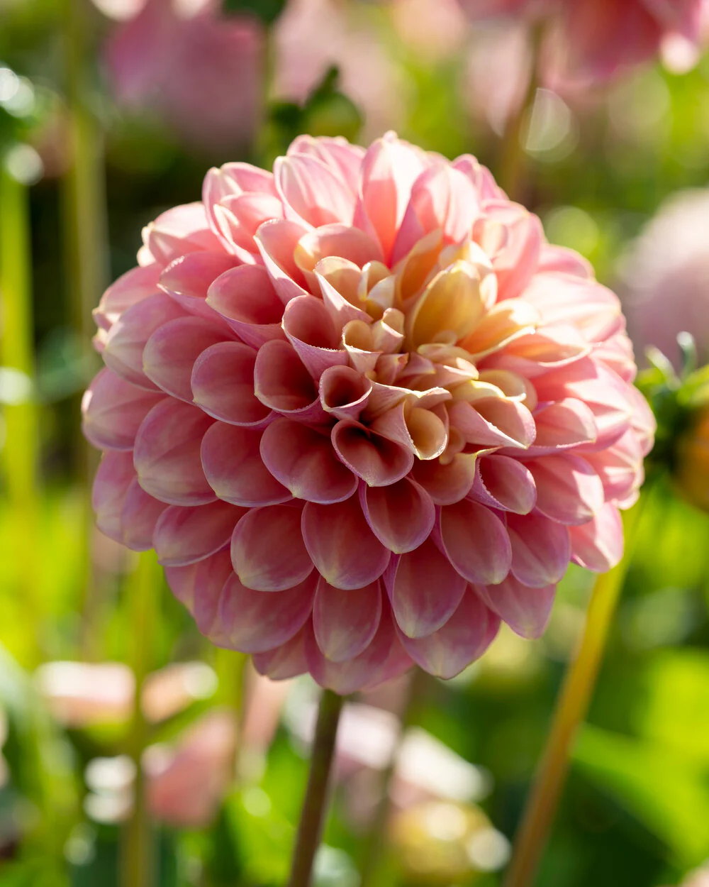 Dahlia 'Milena Fleur' - Image 12
