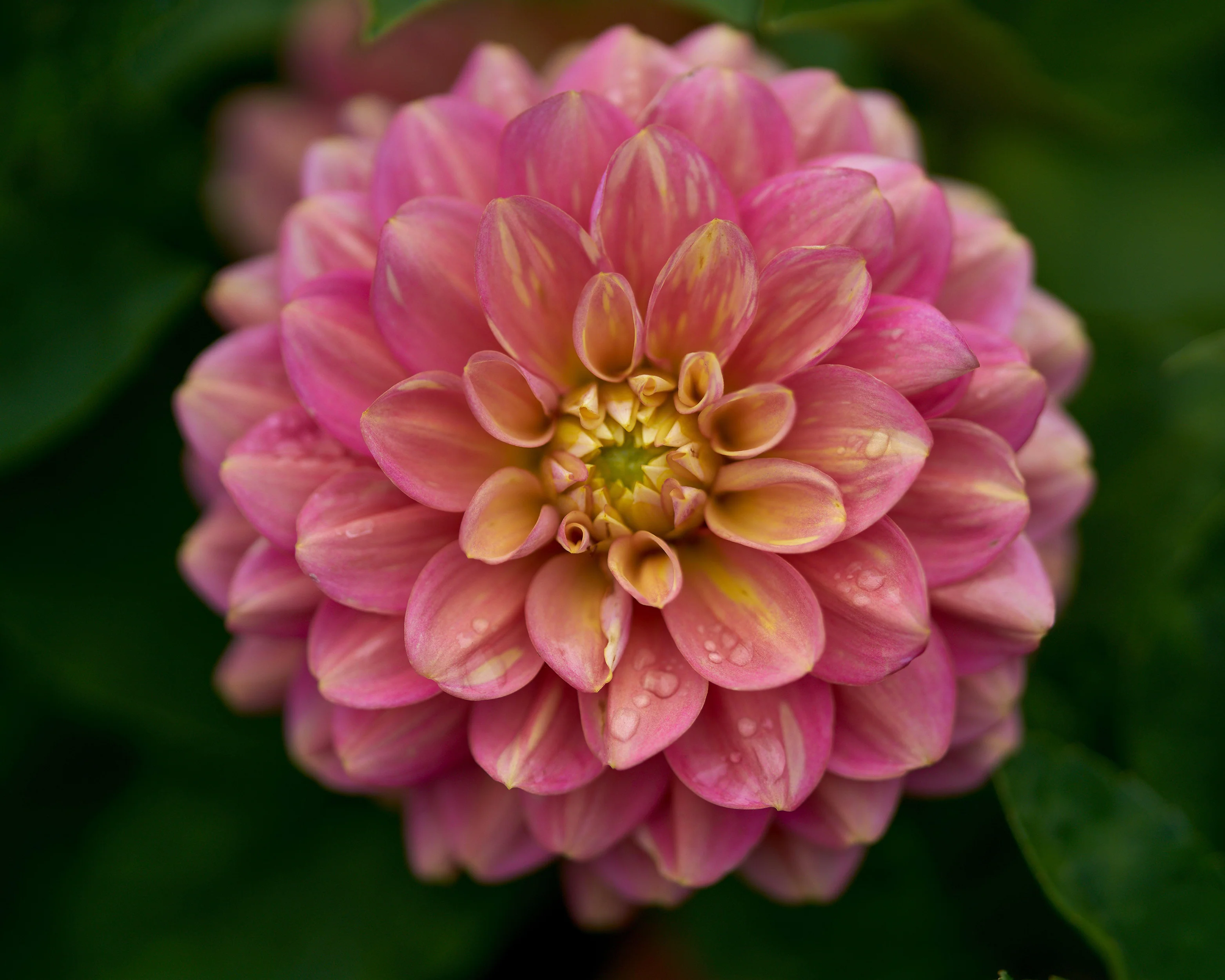 Dahlia 'Milena Fleur' - Image 13