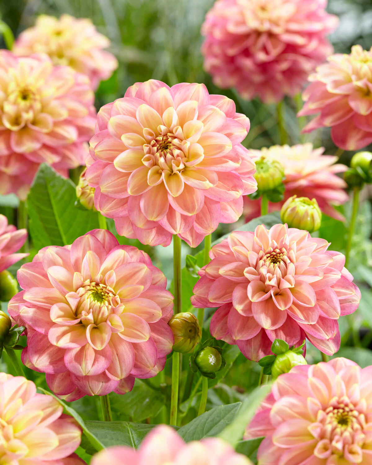 Dahlia 'Milena Fleur' - Image 2