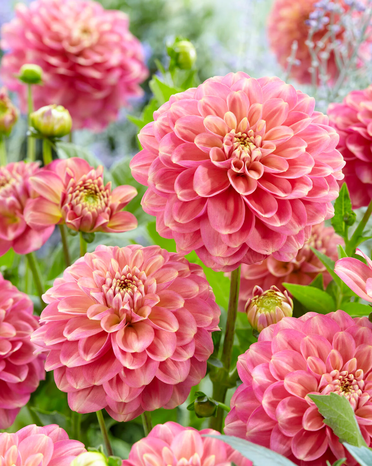 Dahlia 'Milena Fleur' - Image 4