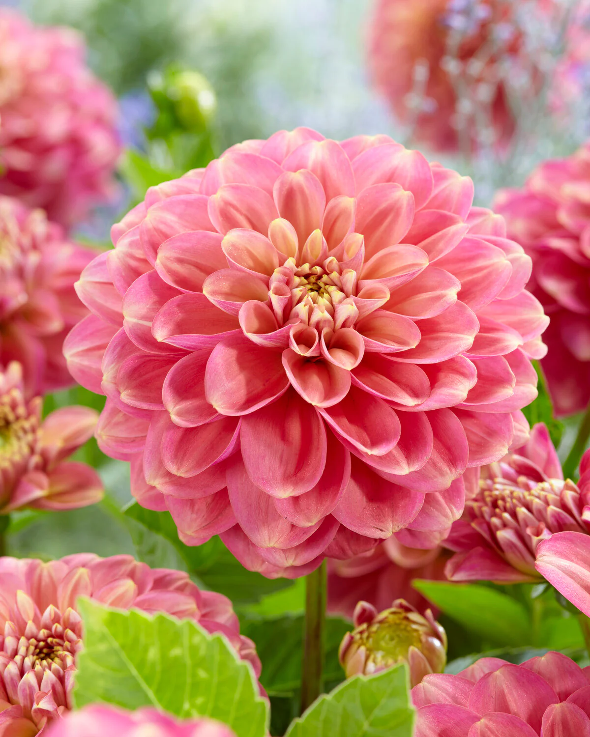 Dahlia 'Milena Fleur' - Image 6