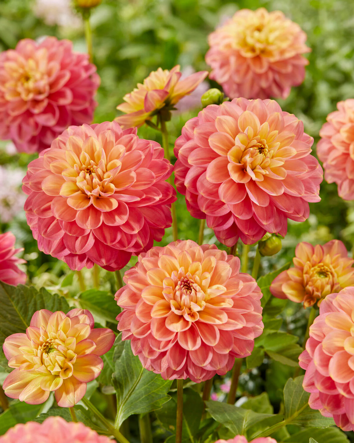 Dahlia 'Milena Fleur' - Image 7