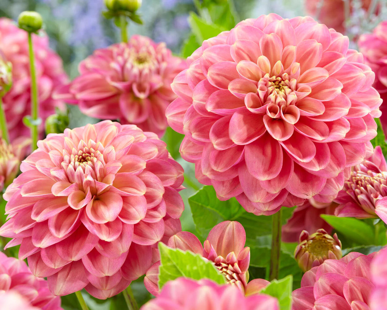 Dahlia 'Milena Fleur' - Image 8