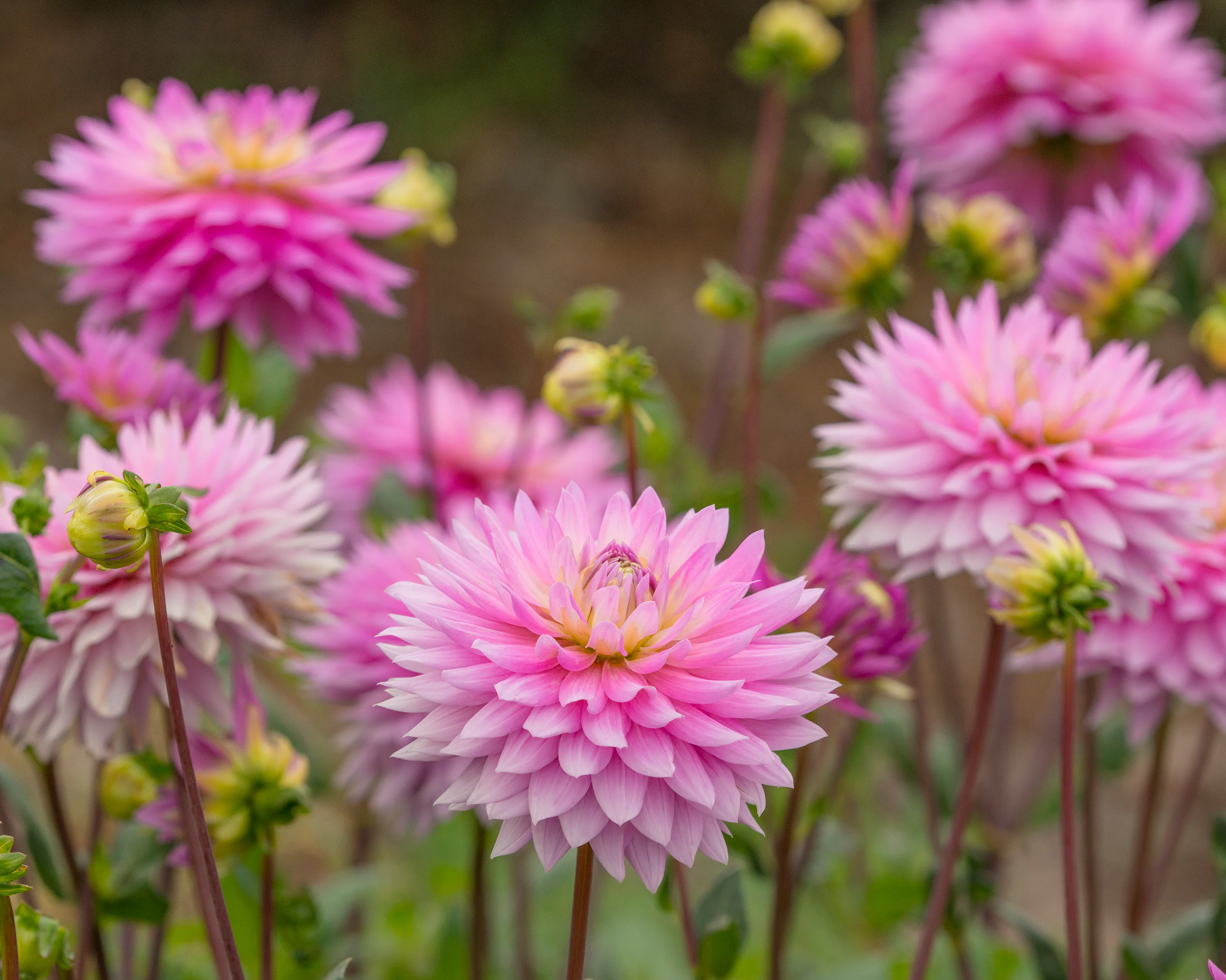 Dahlia 'Miss Delilah' - Image 2