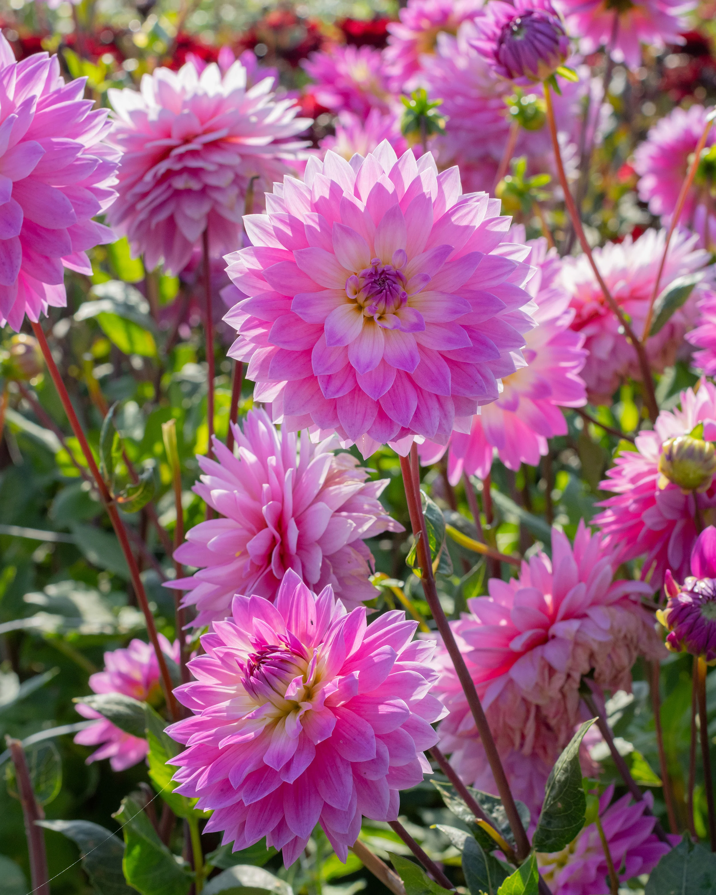 Dahlia 'Miss Delilah' - Image 4