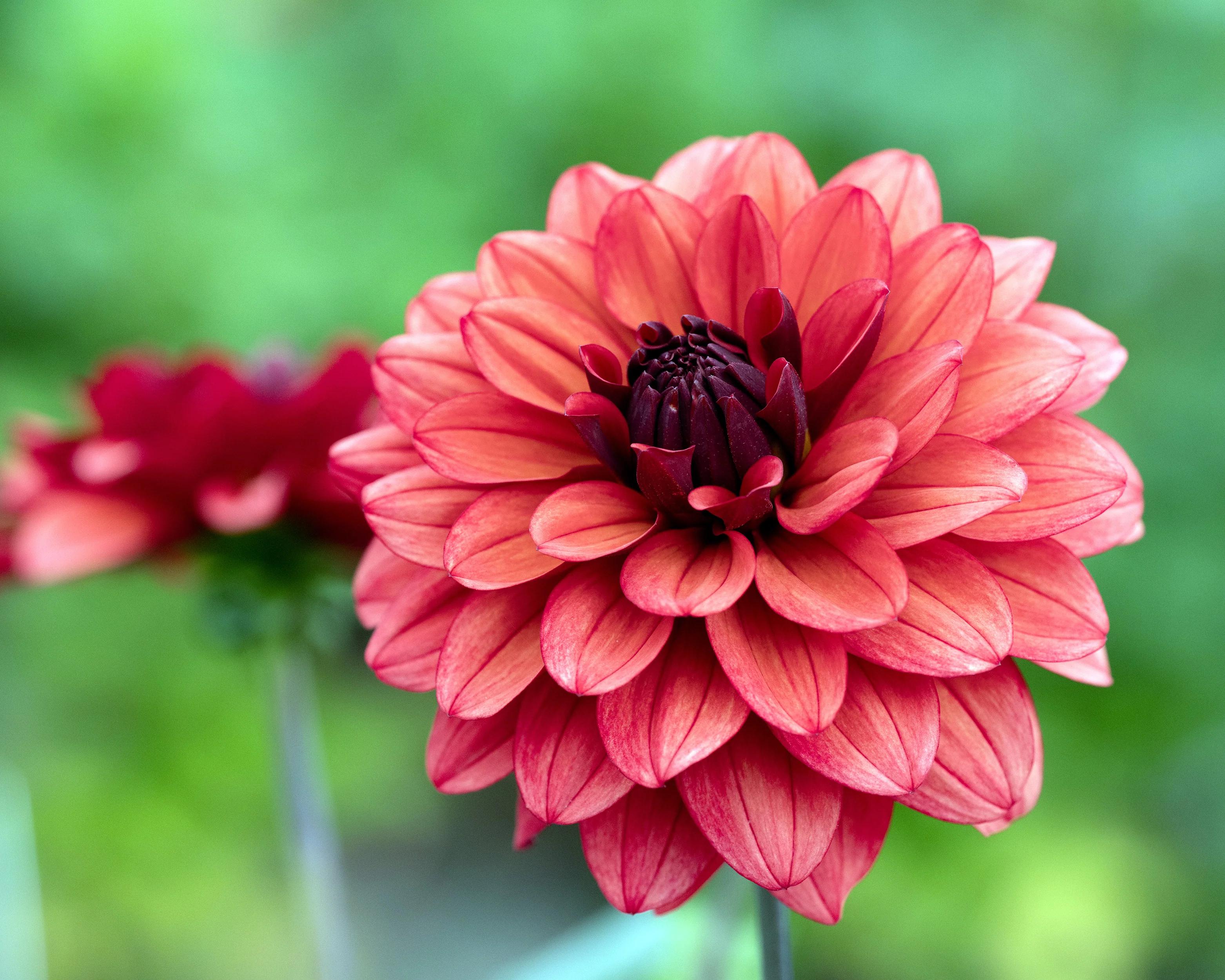 Dahlia 'Missis Miley' - Image 6
