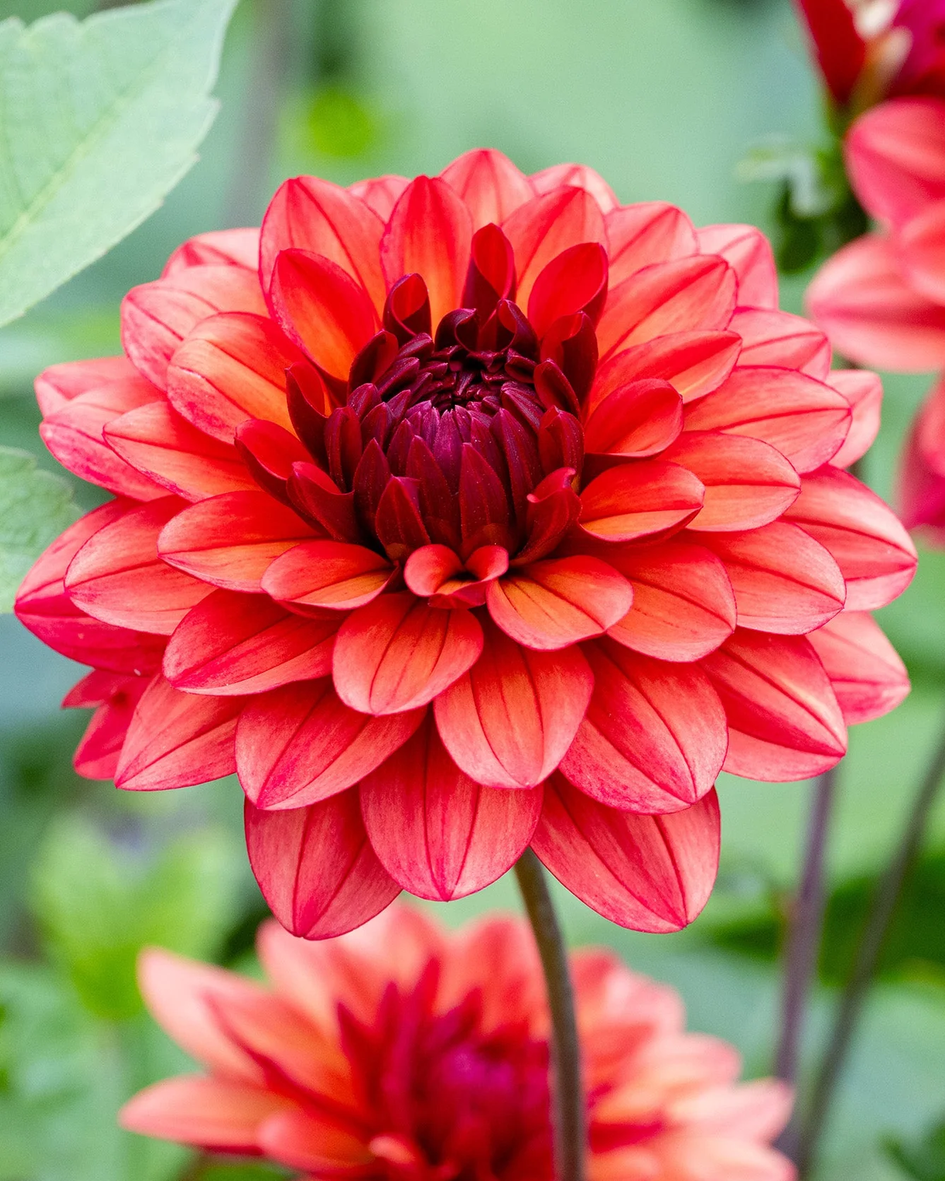 Dahlia 'Missis Miley' - Image 8