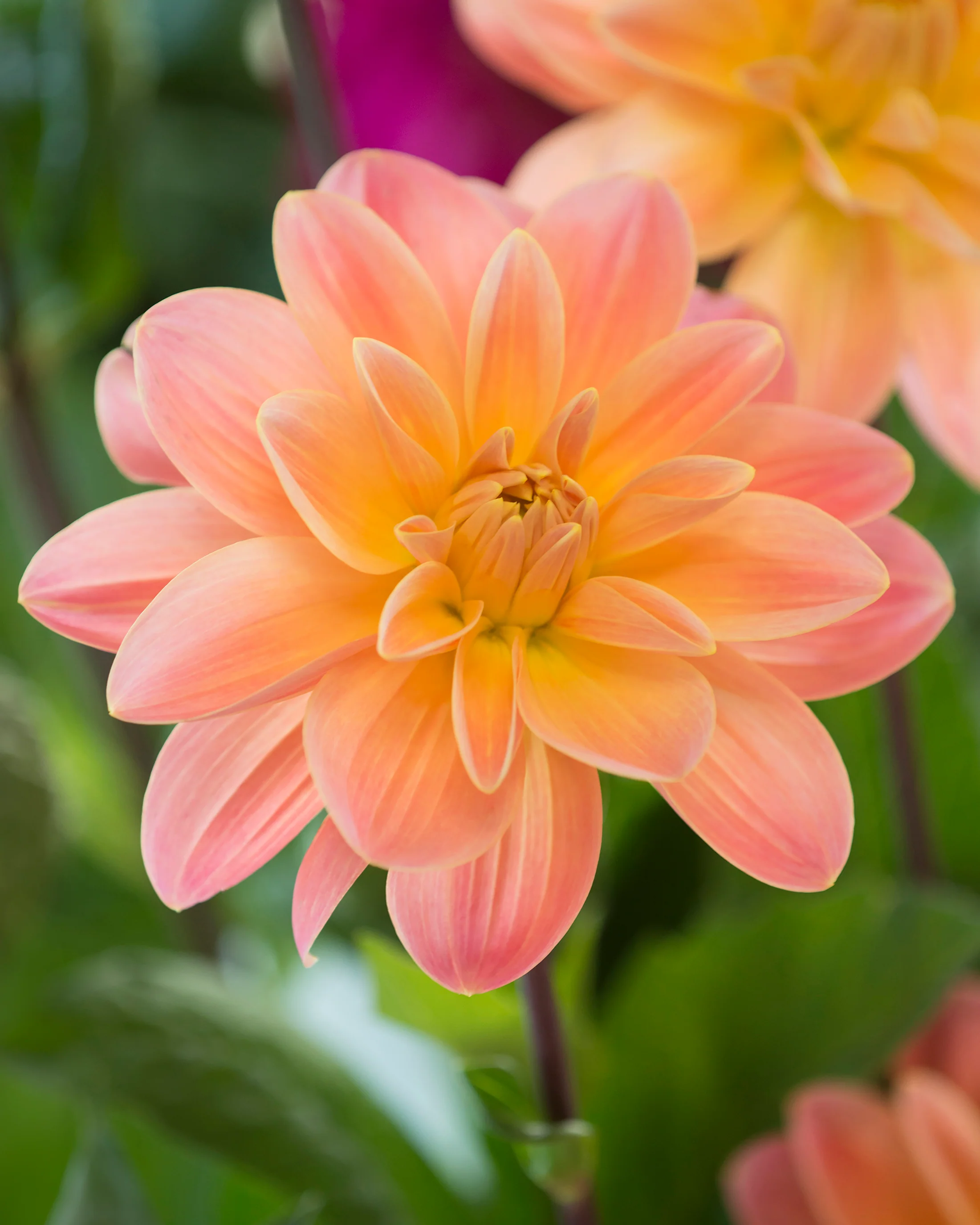 Dahlia 'Mister Frans' - Image 3