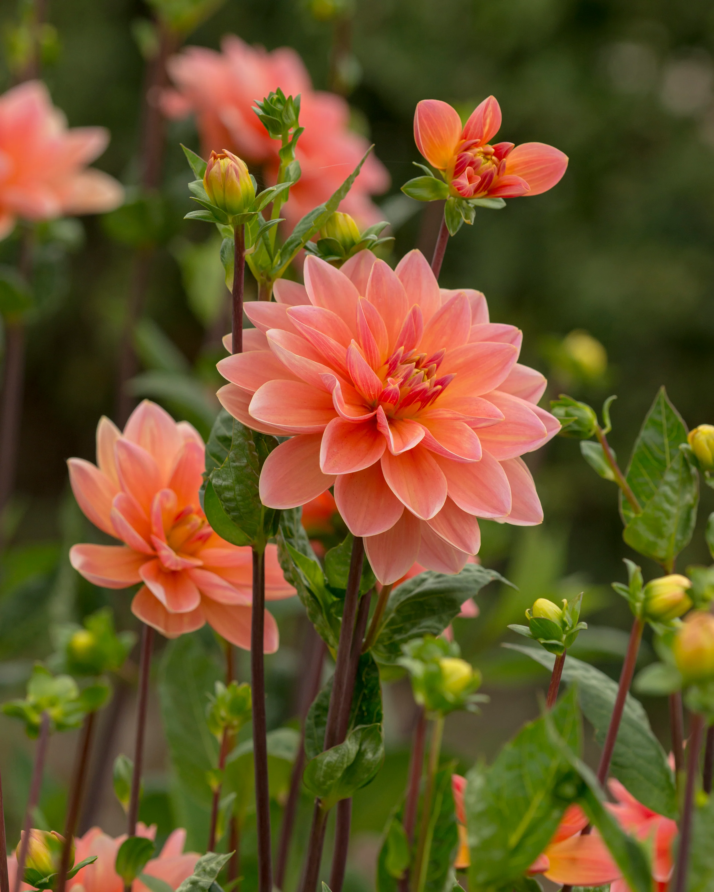 Dahlia 'Mister Frans' - Image 7