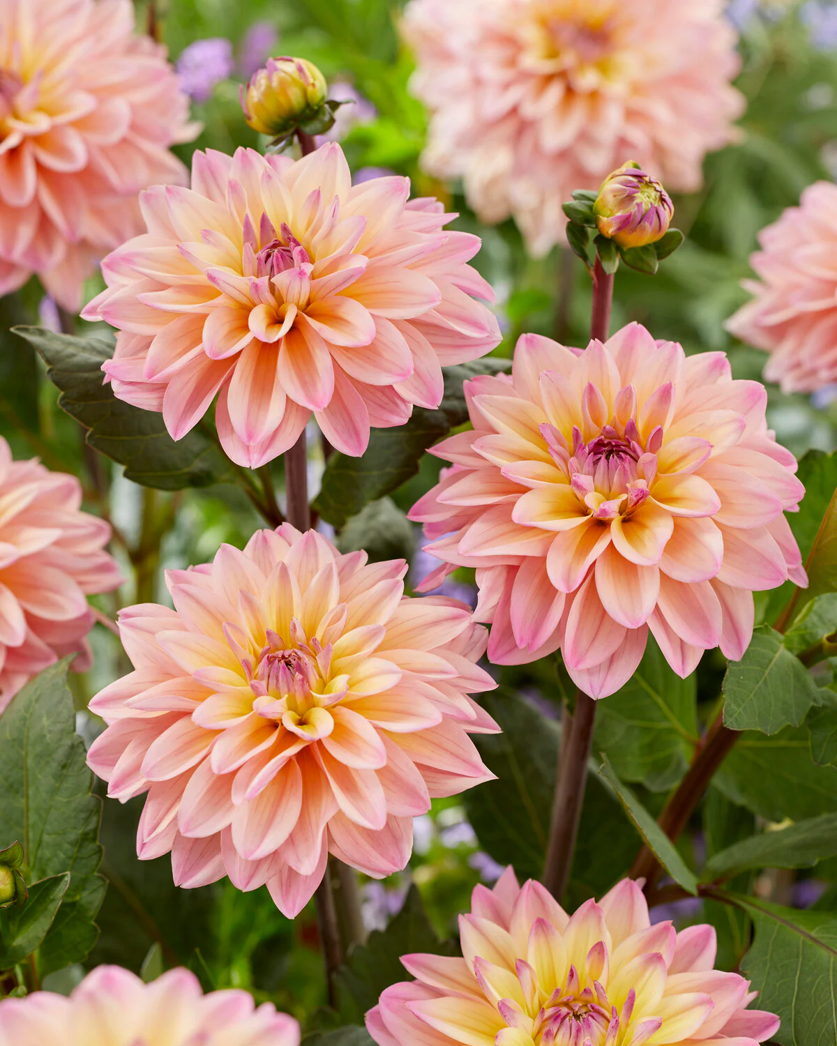 Dahlia 'Mondriaan' - Image 2
