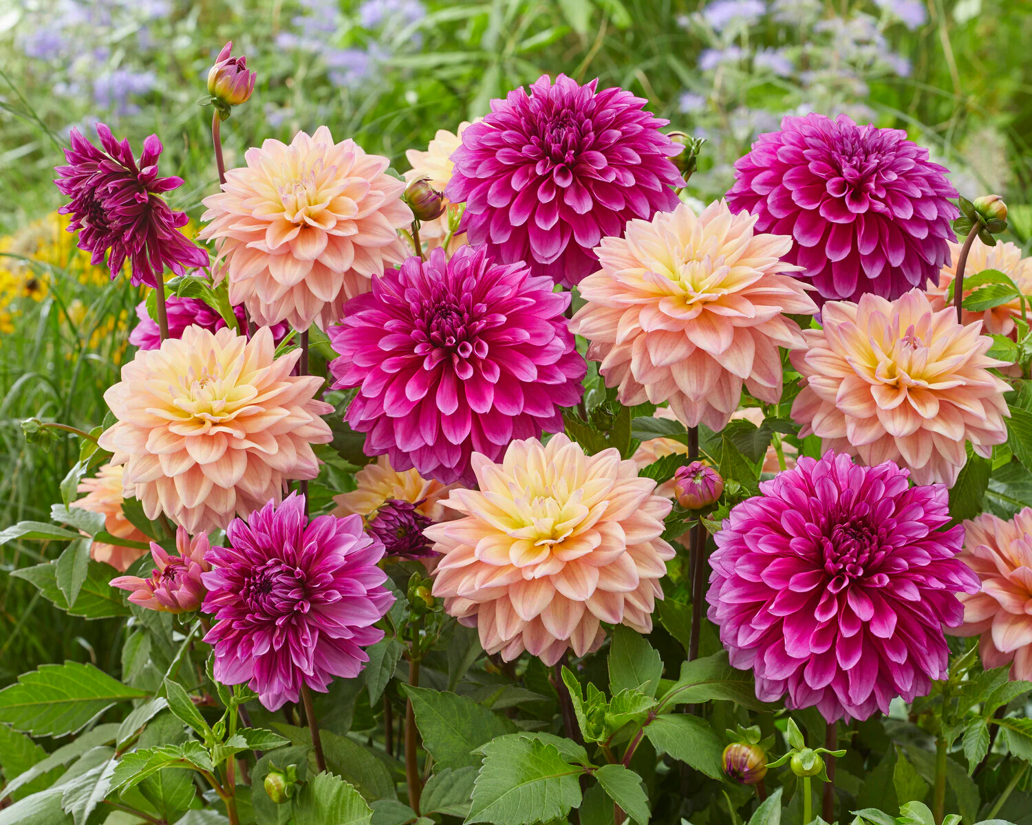 Dahlia 'Mondriaan' - Image 4