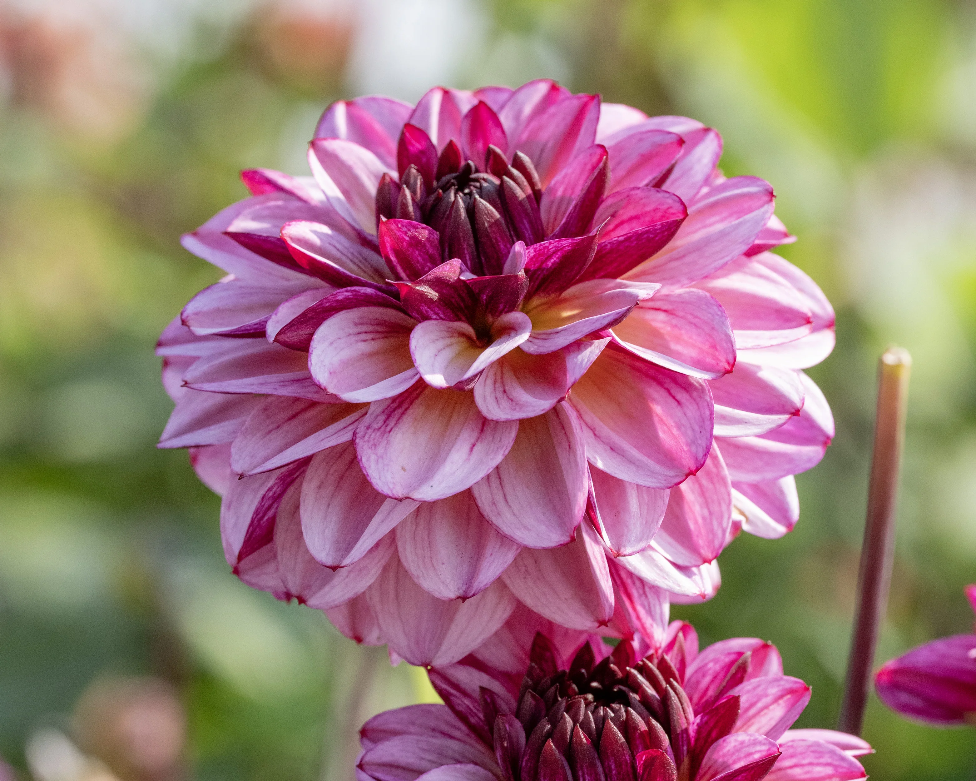 Dahlia 'Muchacha' - Image 3