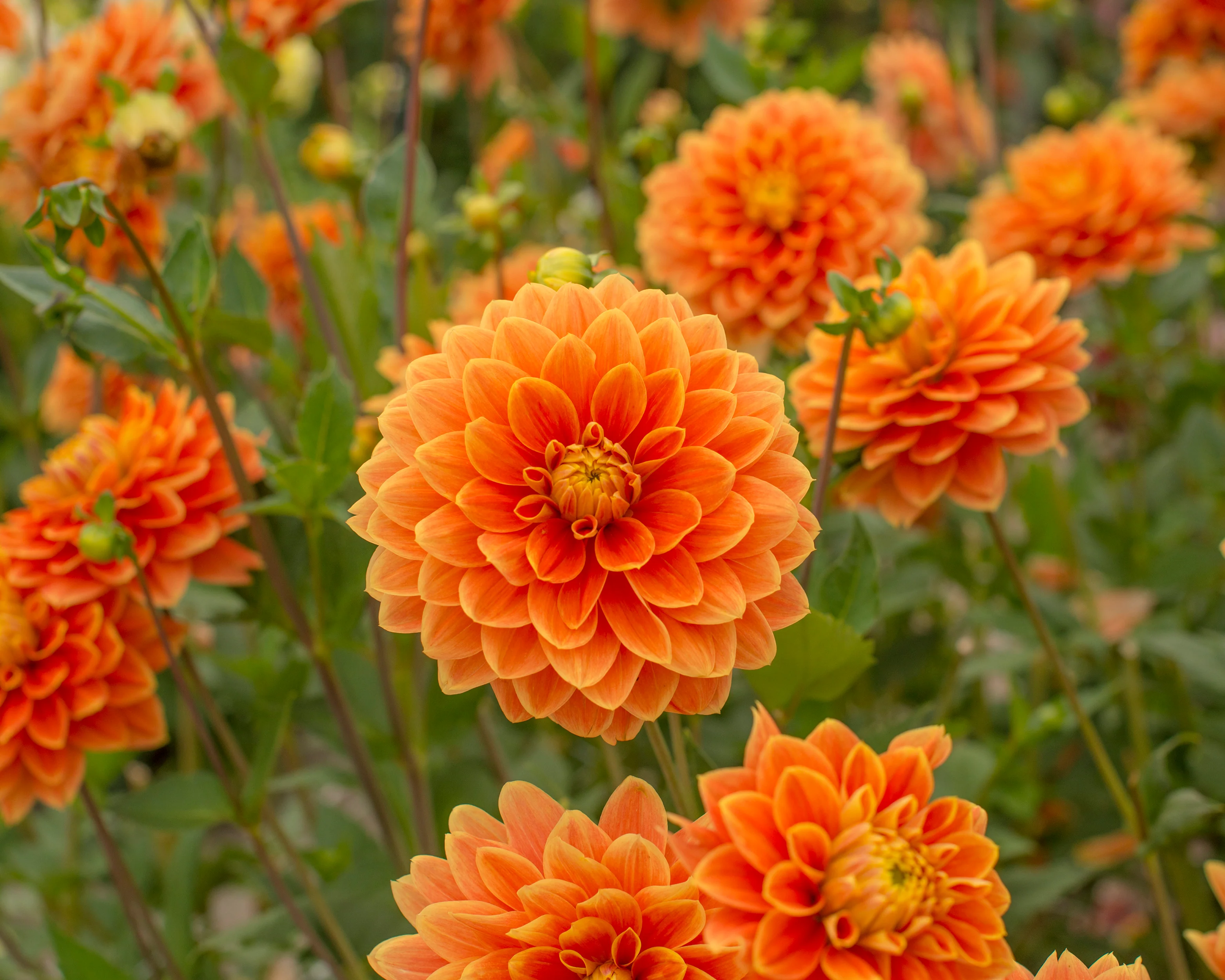 Dahlia 'Myrthe' - Image 3