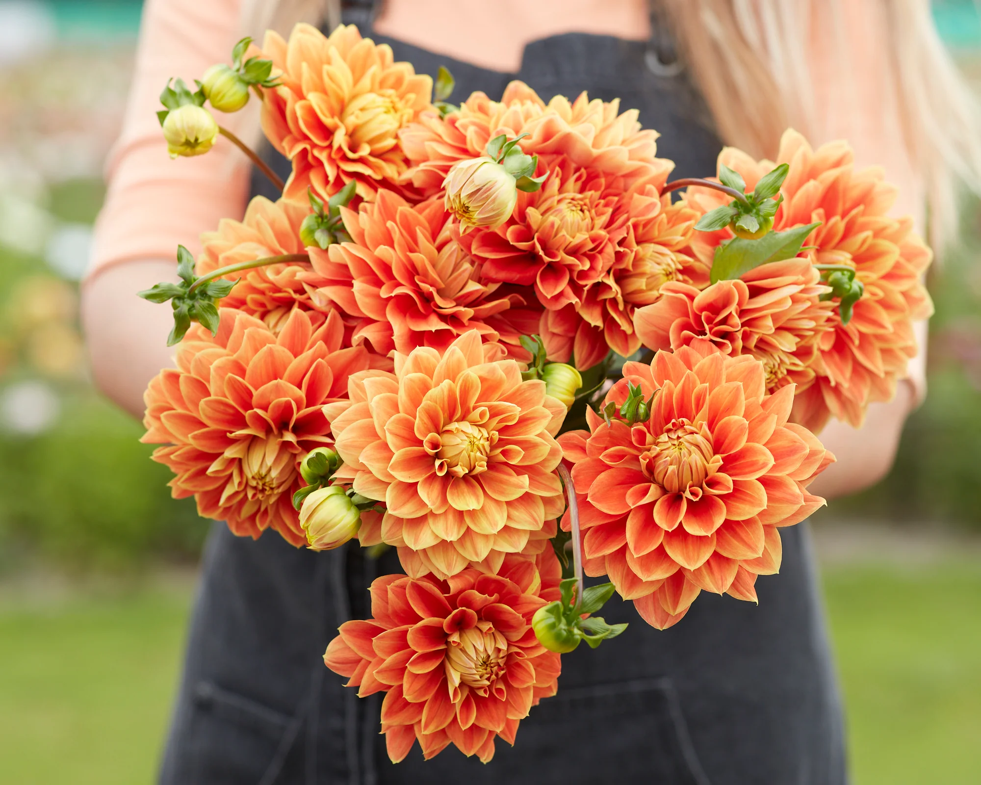 Dahlia 'Myrthe' - Image 5