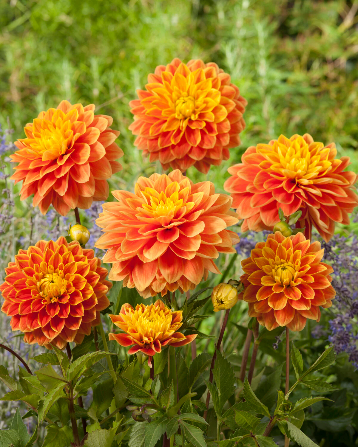 Dahlia 'Myrthe' - Image 6