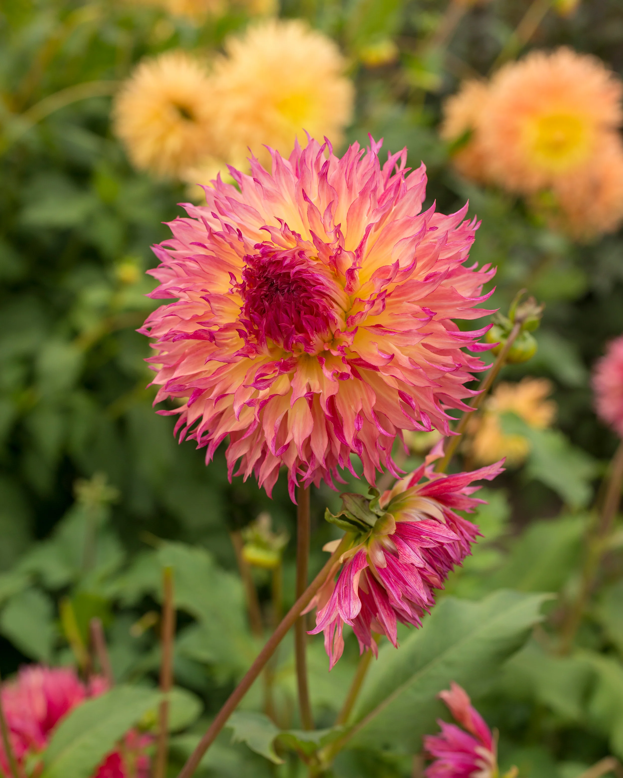 Dahlia 'Myrtle's Folly' - Image 2