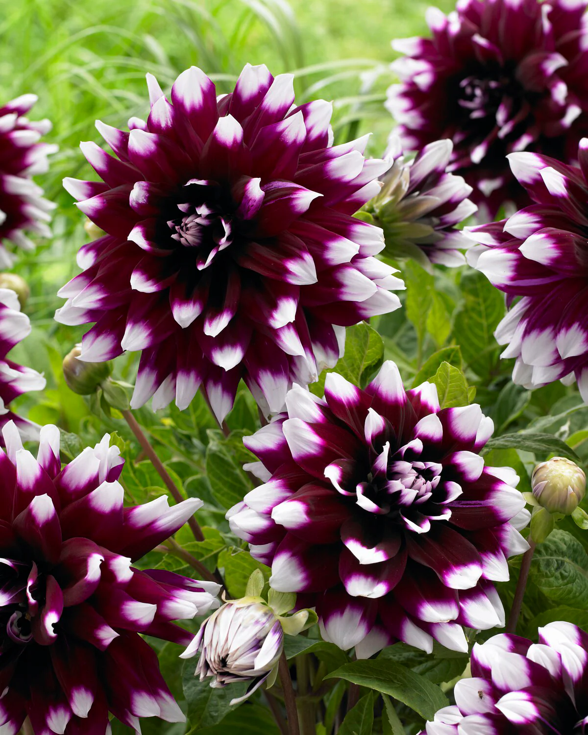Dahlia 'Mystery Day' - Image 3
