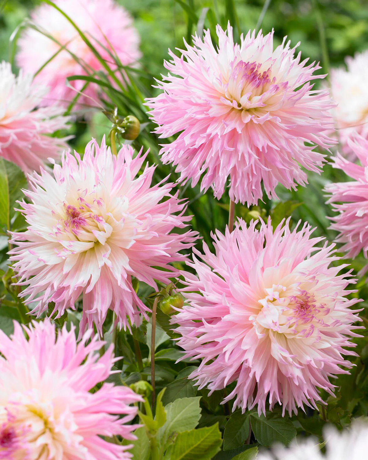 Dahlia 'Nadia Ruth' - Image 2