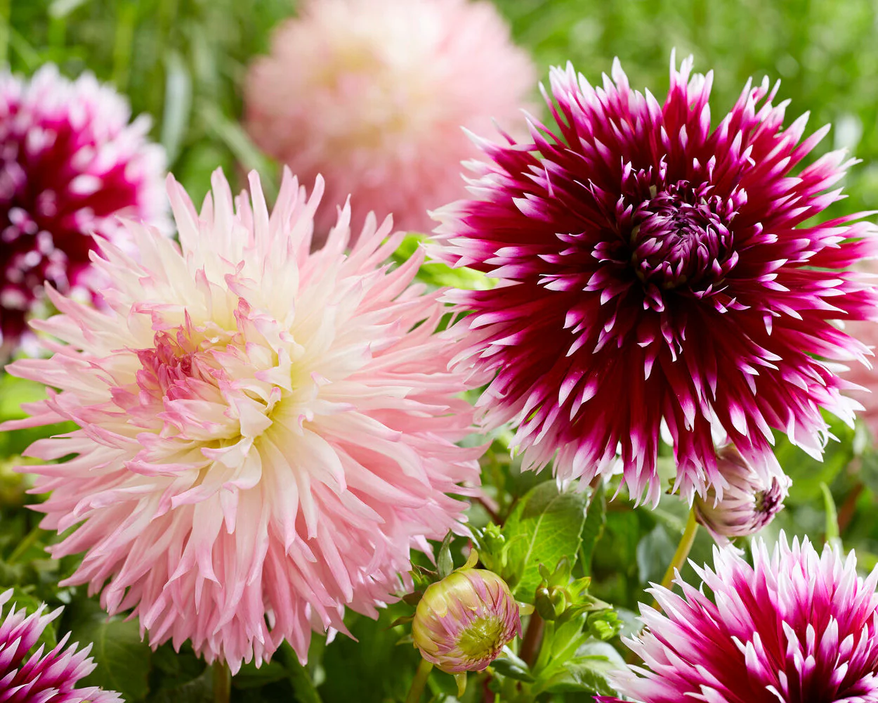 Dahlia 'Nadia Ruth' - Image 3