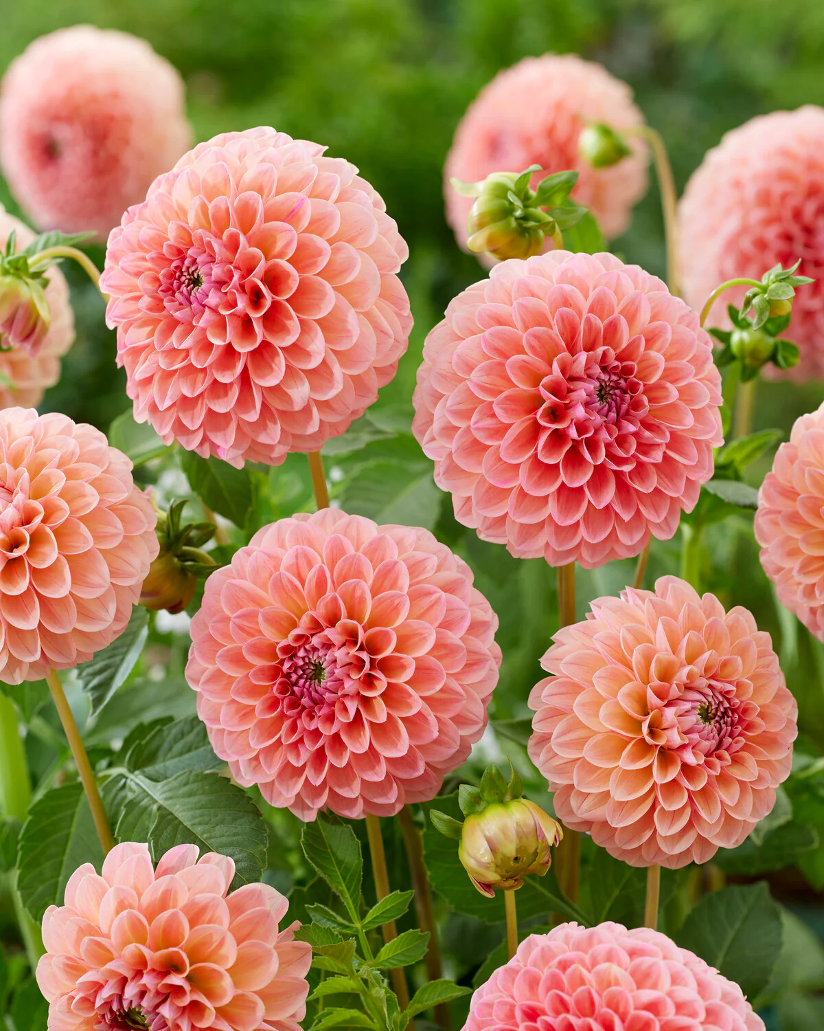 Dahlia 'Natalie G' - Image 2