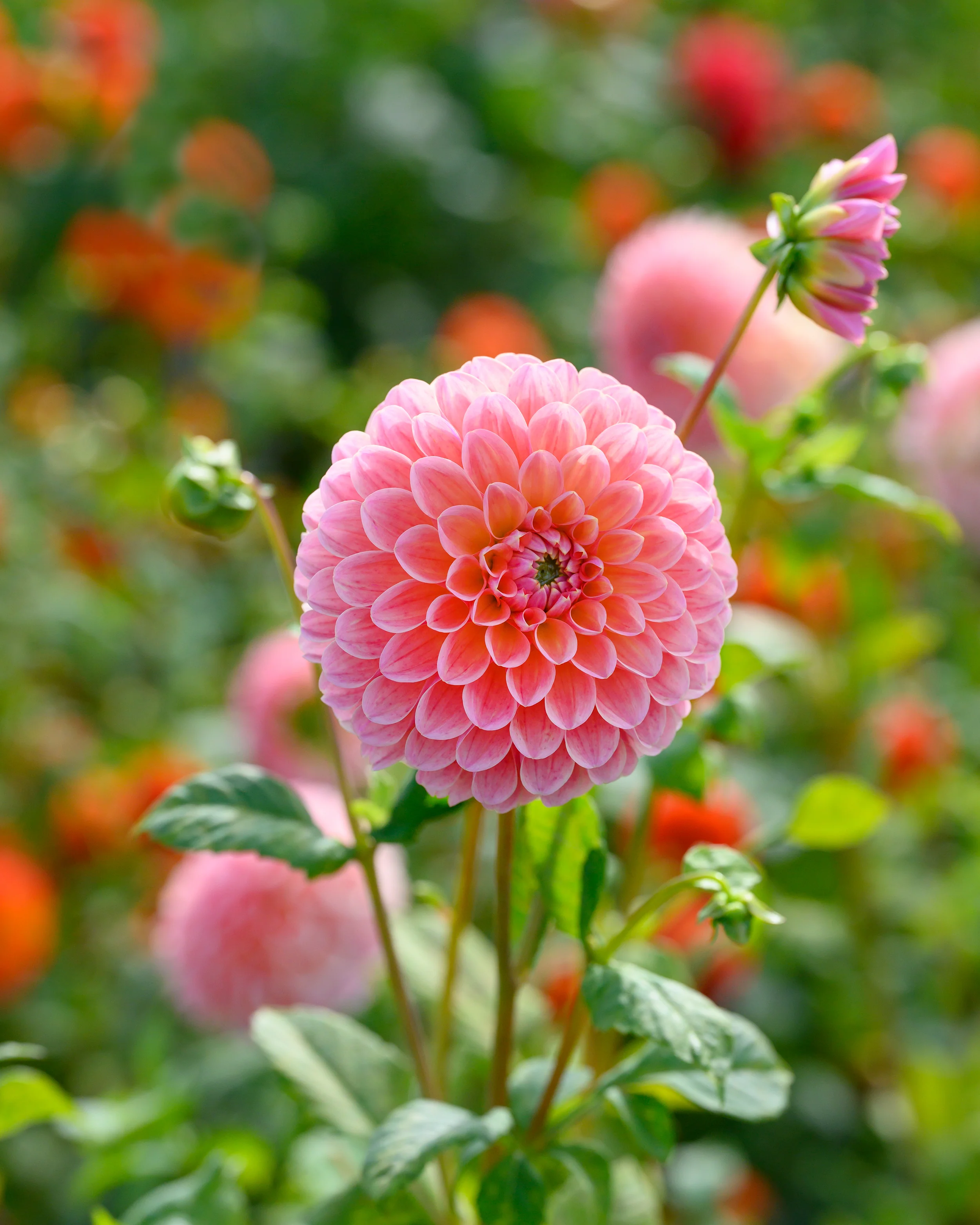 Dahlia 'Natalie G' - Image 3