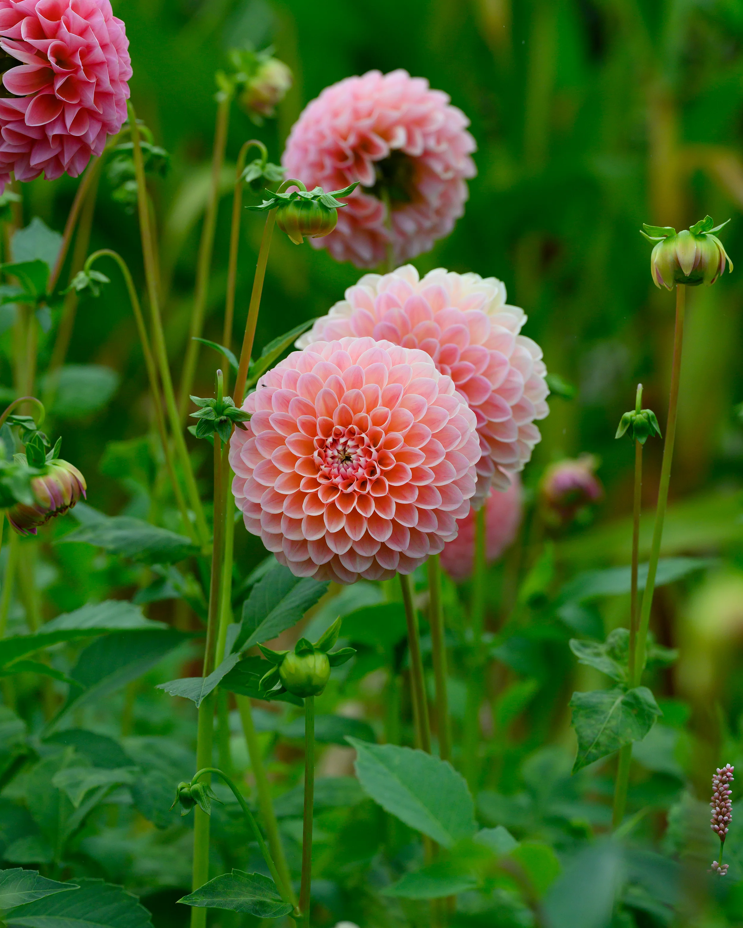 Dahlia 'Natalie G' - Image 4
