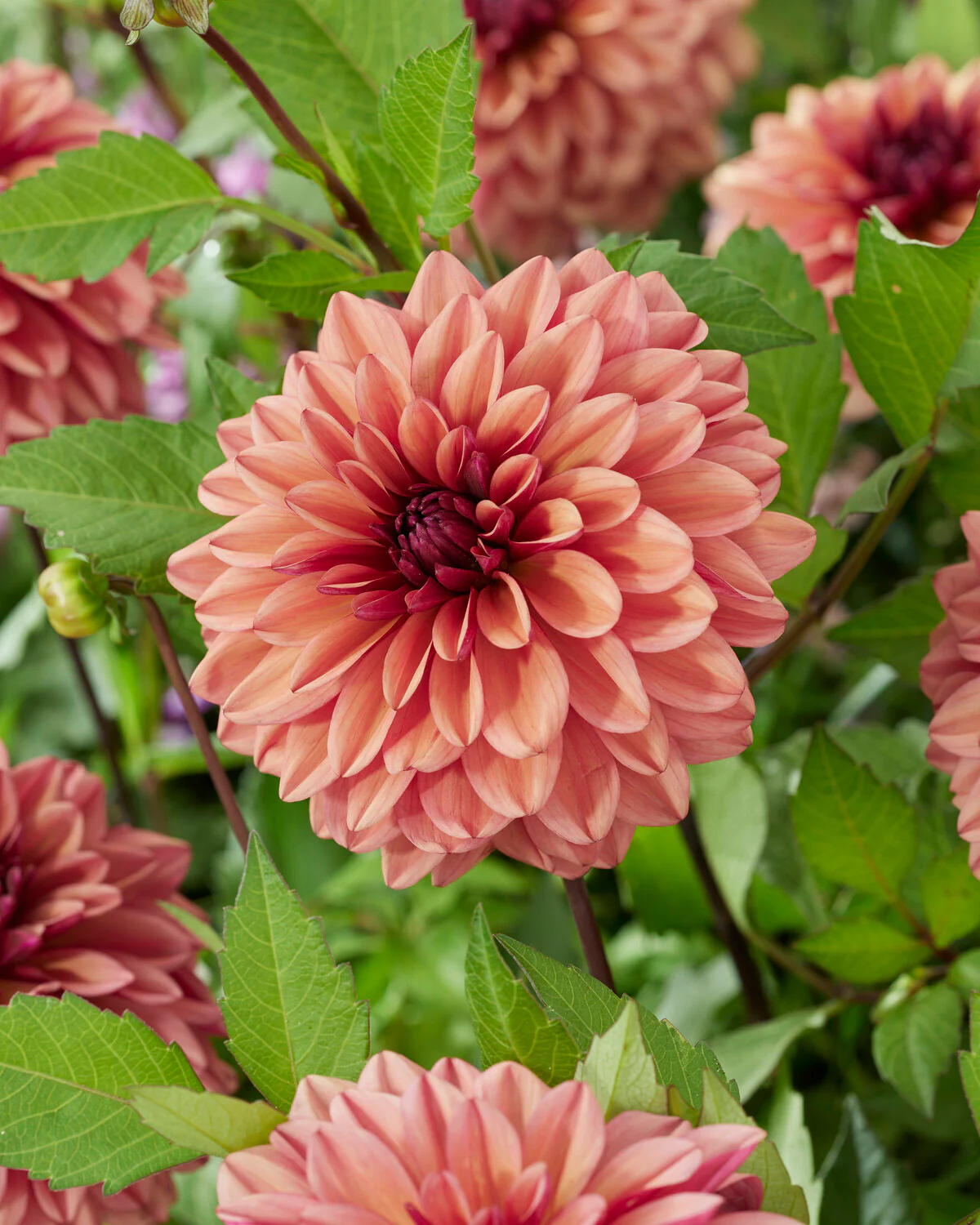 Dahlia 'Negroni Sunset' - Image 3
