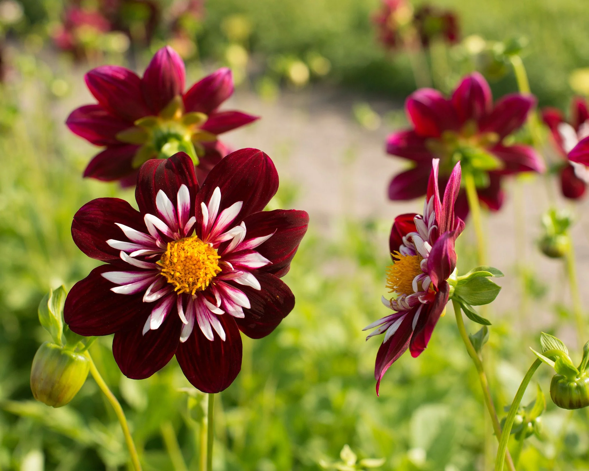 Dahlia 'Night Butterfly' - Image 3