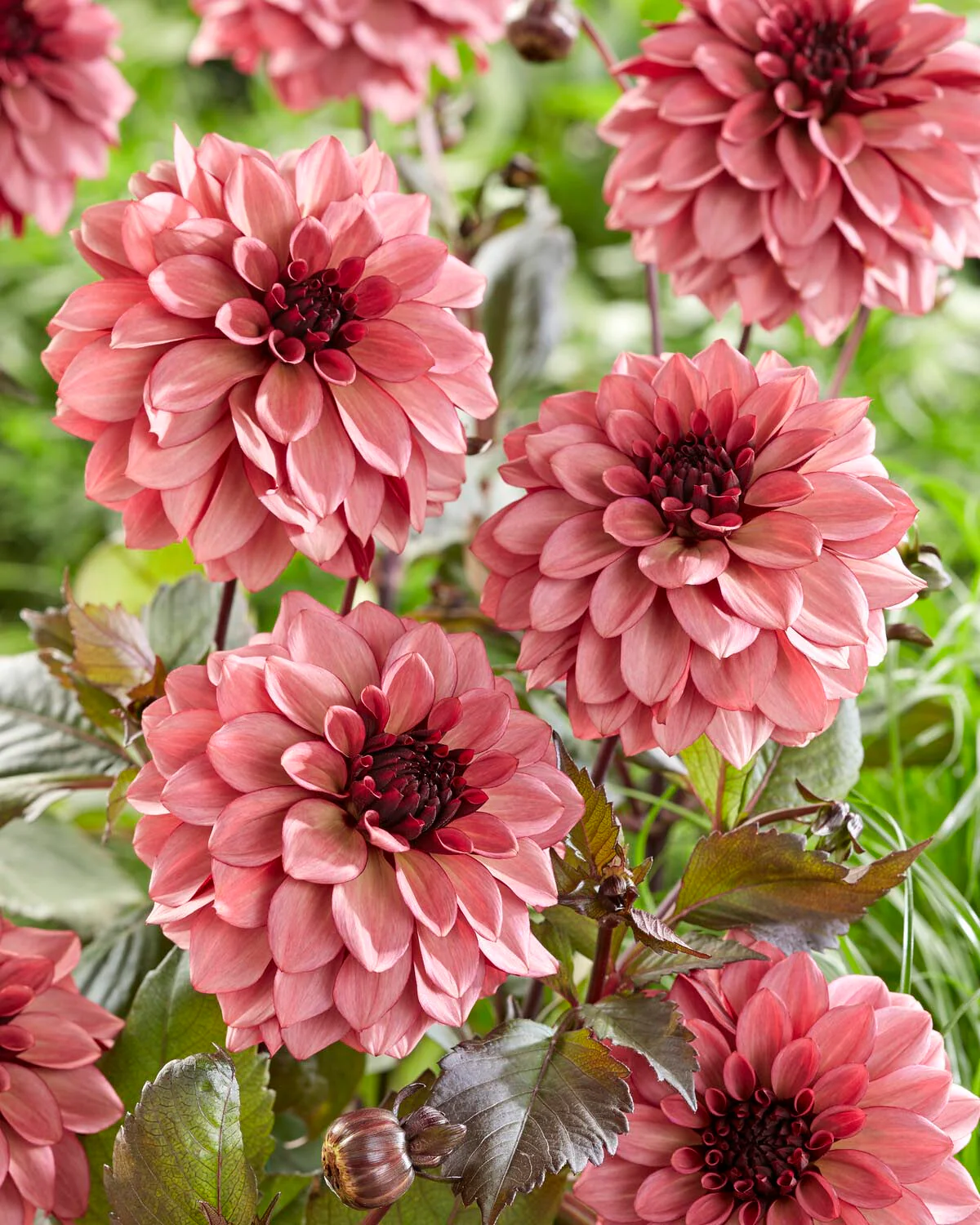 Dahlia 'Night Silence' - Image 2