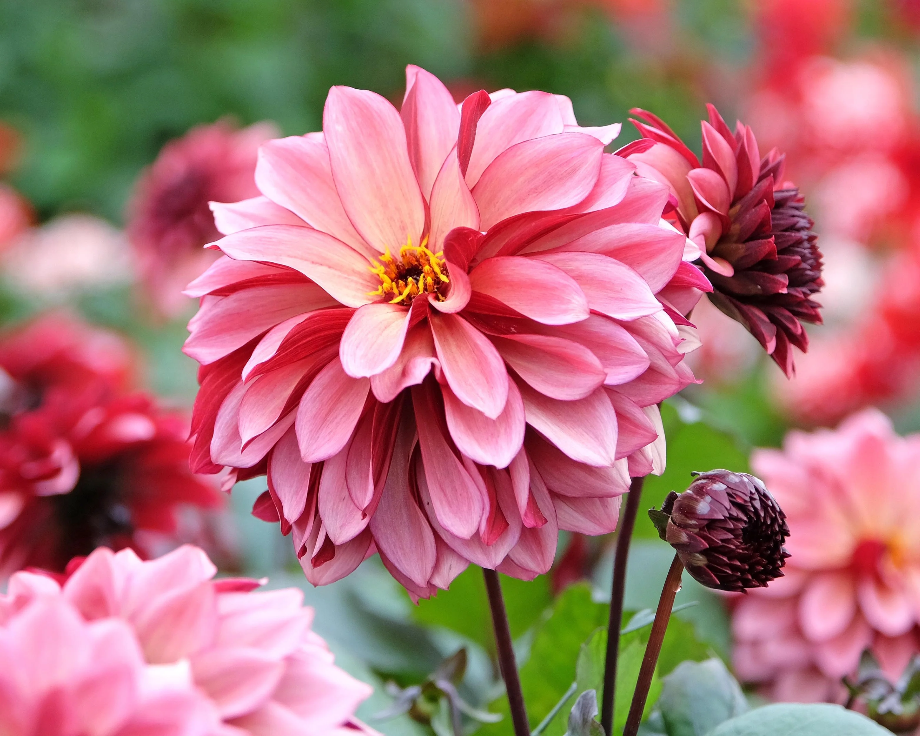 Dahlia 'Night Silence' - Image 3