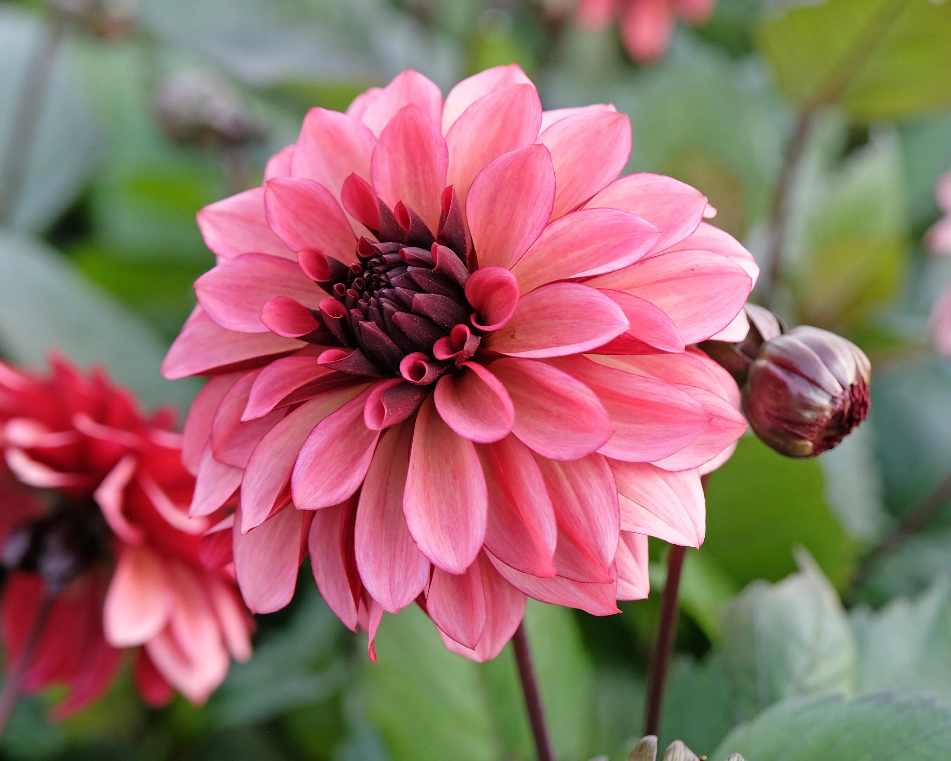 Dahlia 'Night Silence' - Image 4