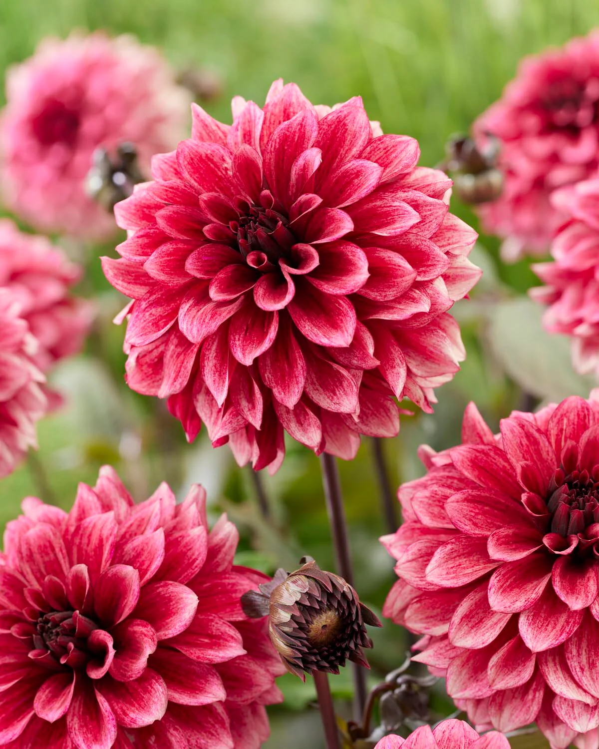 Dahlia 'Night Silence' - Image 5