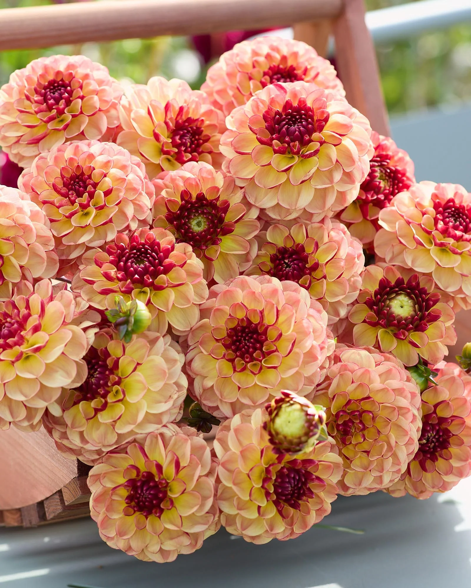 Dahlia 'Nightlife Coverband'