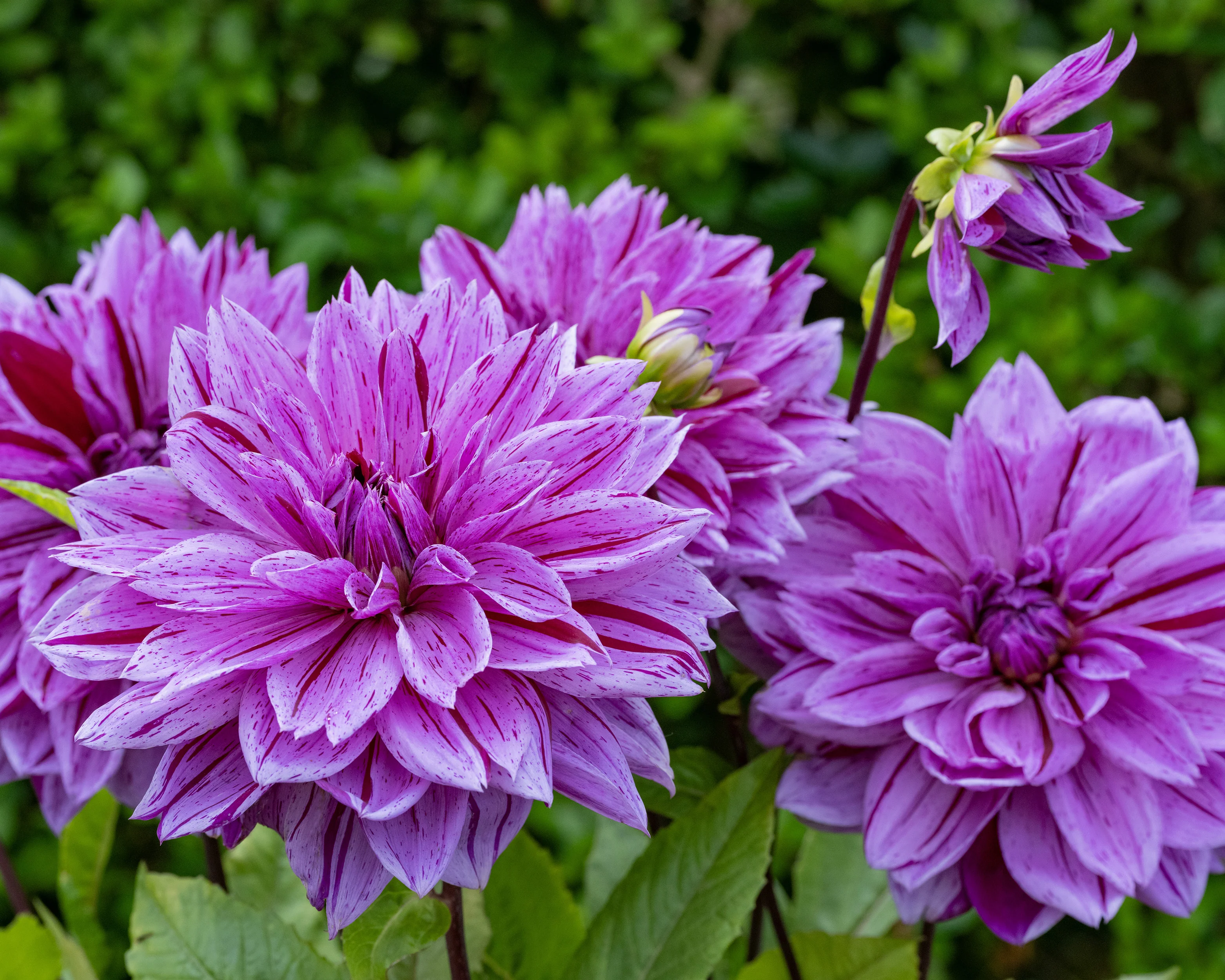 Dahlia 'Nikola Tesla' - Image 3