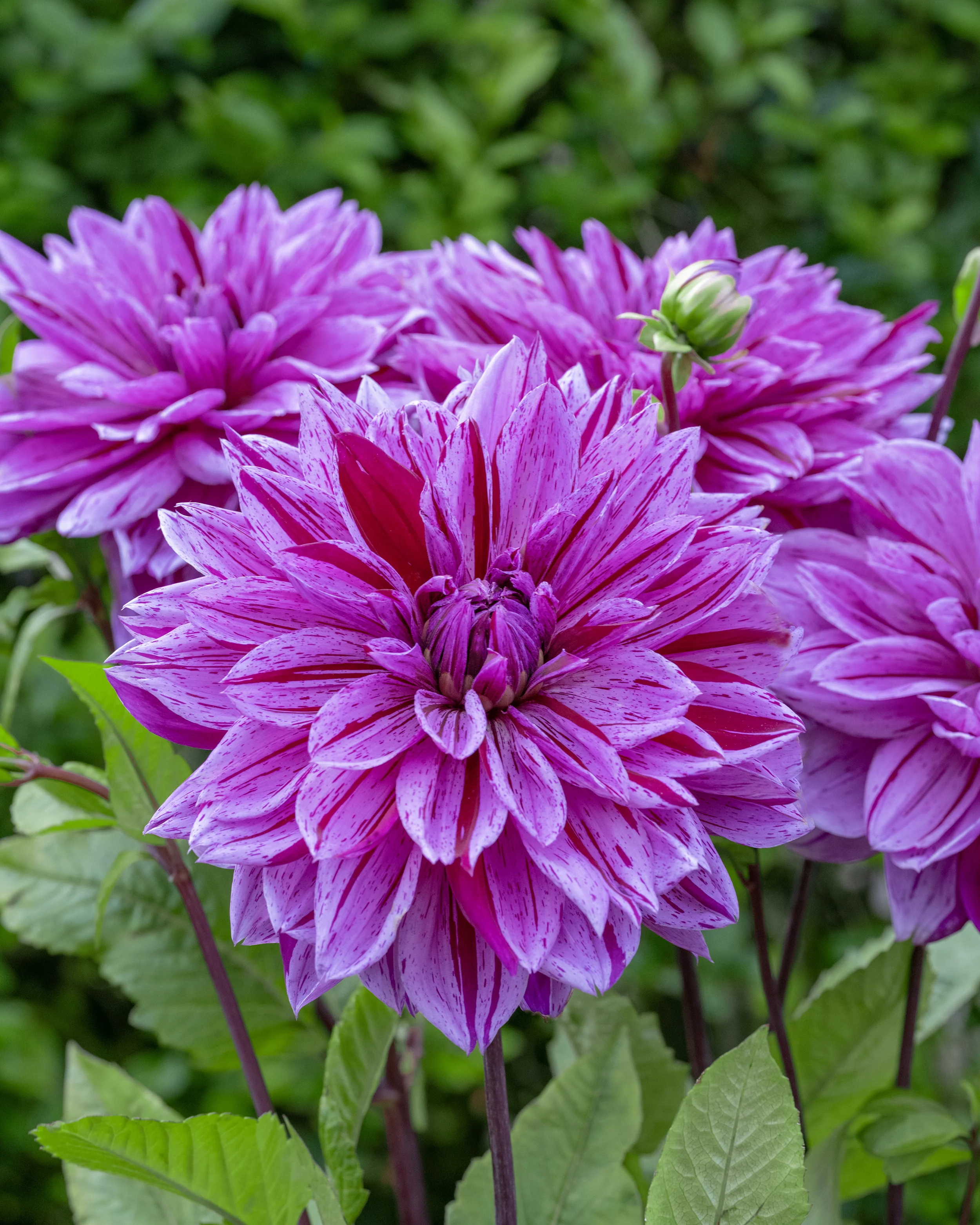 Dahlia 'Nikola Tesla' - Image 5