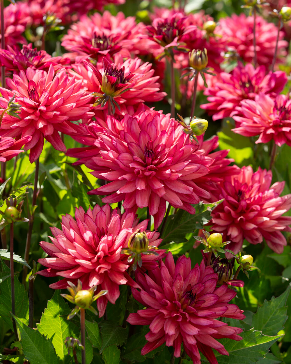 Dahlia 'Ocean of Love' - Image 3