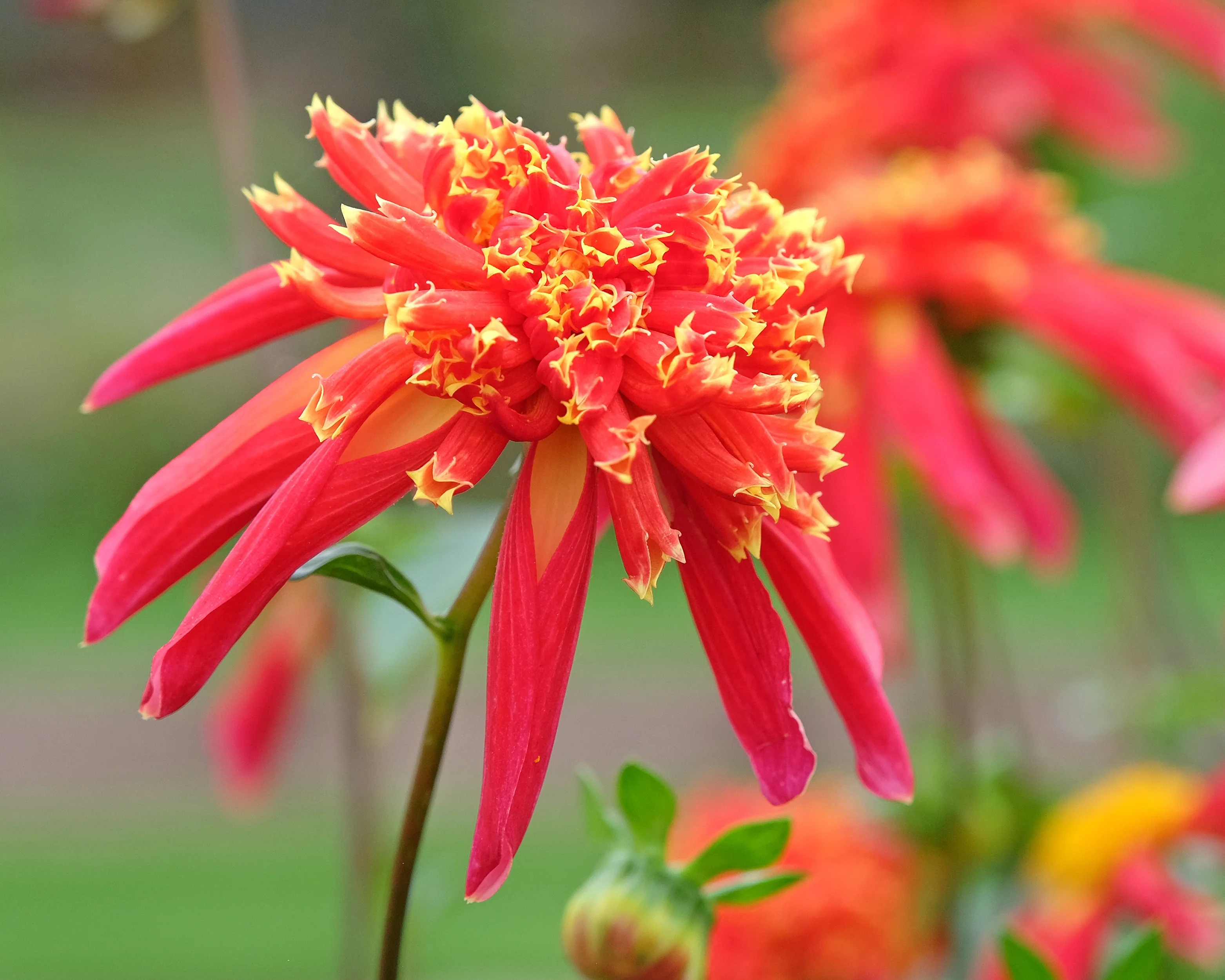 Dahlia 'Octopus Sparkle' - Image 4